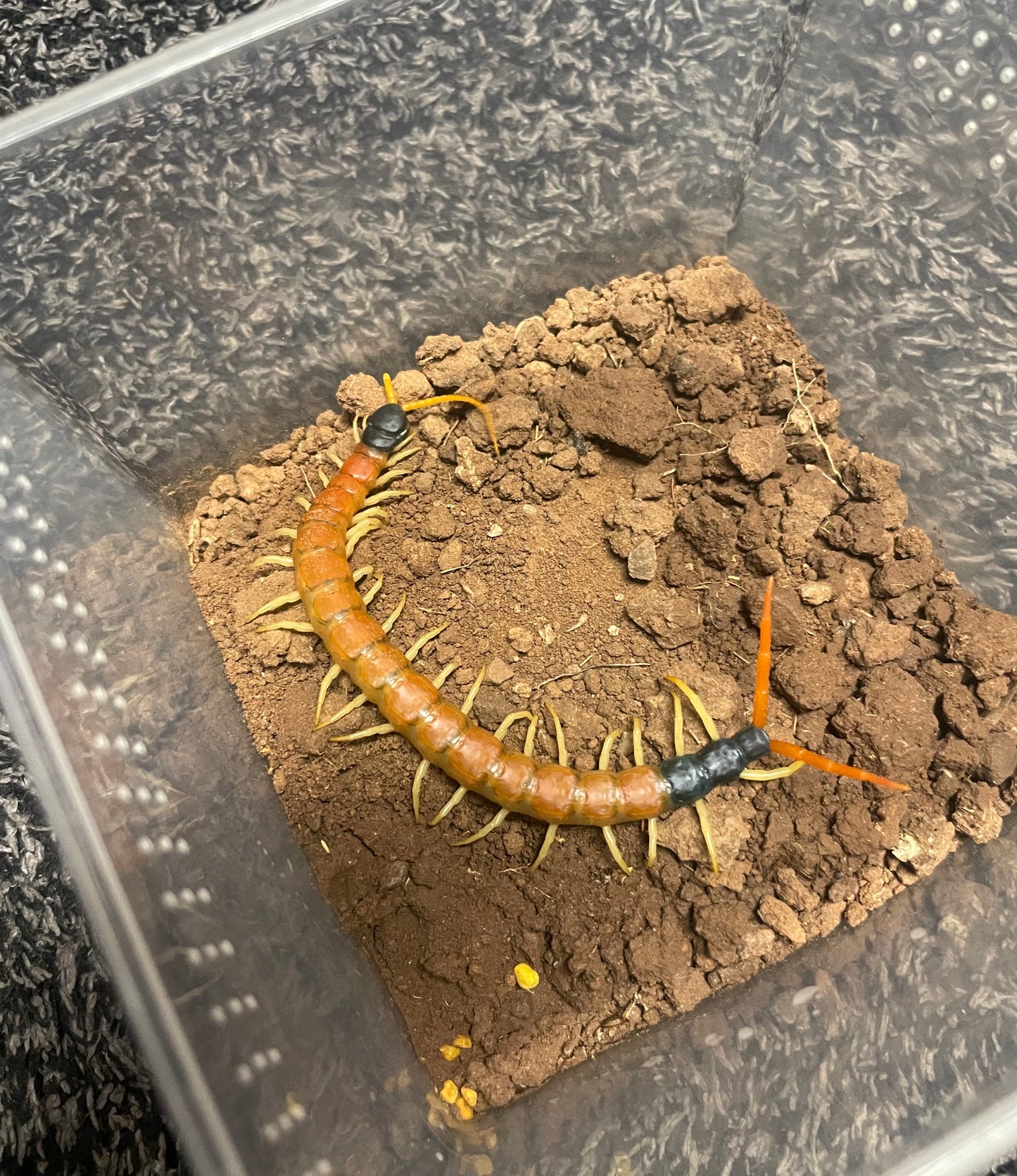 Scolopendra Heros “Arizonensis Banded”