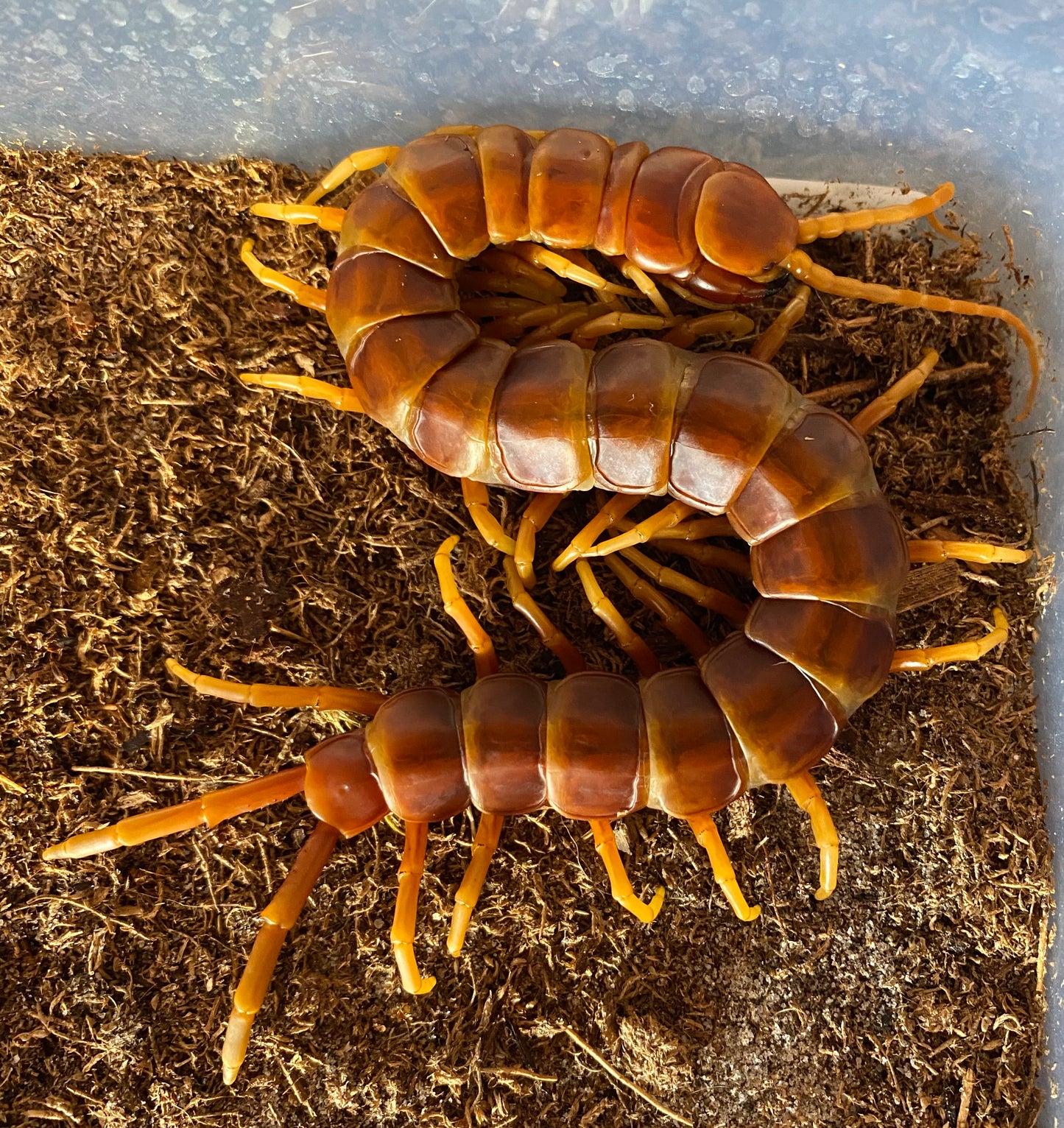 Scolopendra Galapagoensis Orange