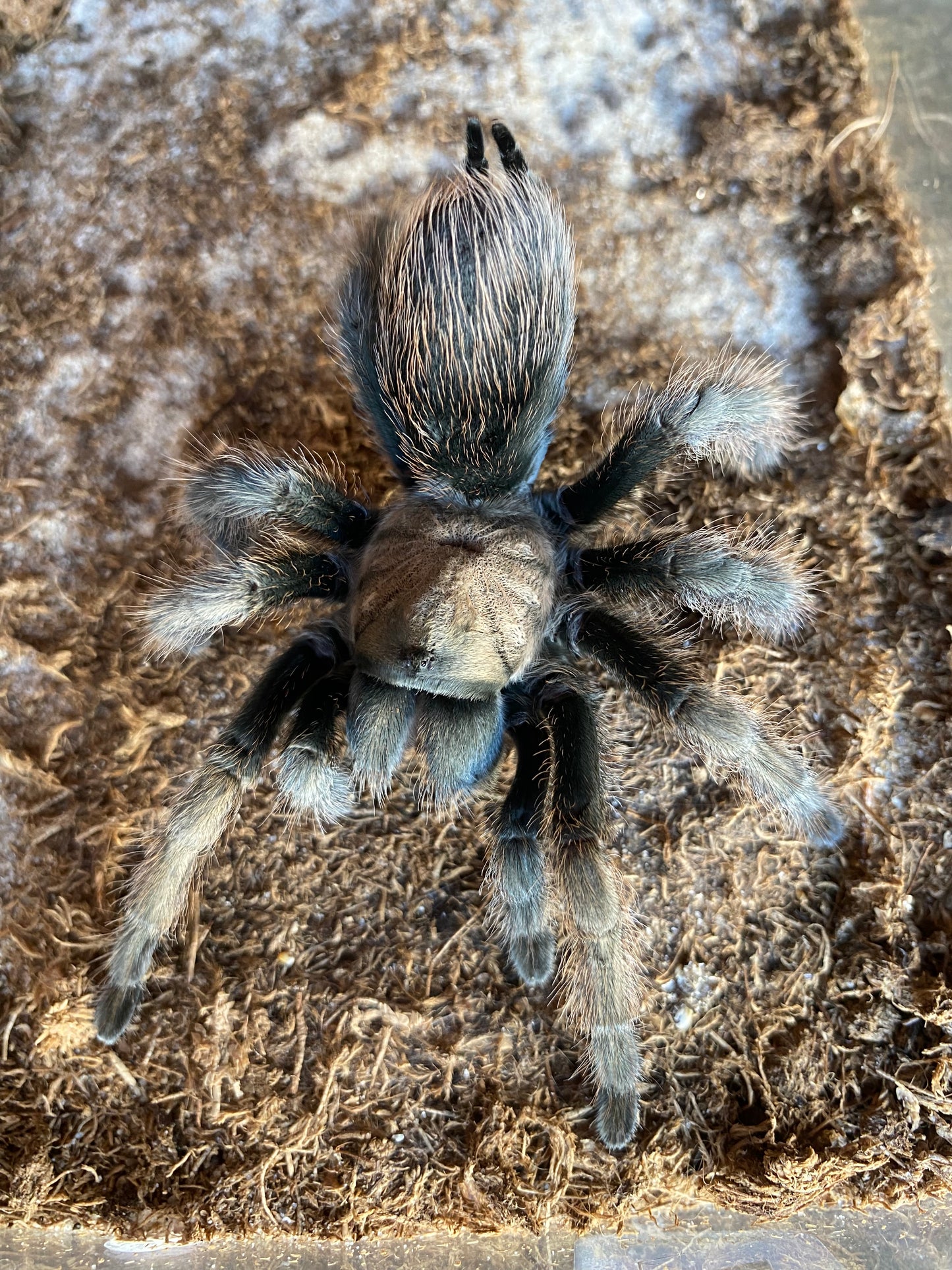 Aphonopelma Iodius