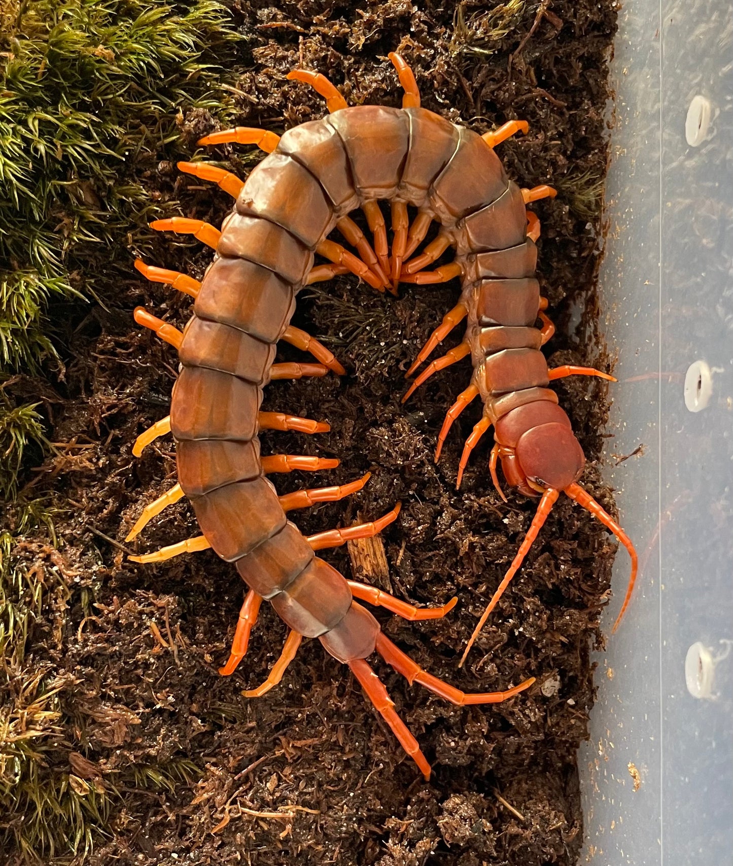 Scolopendra Malaysian Cherry Red