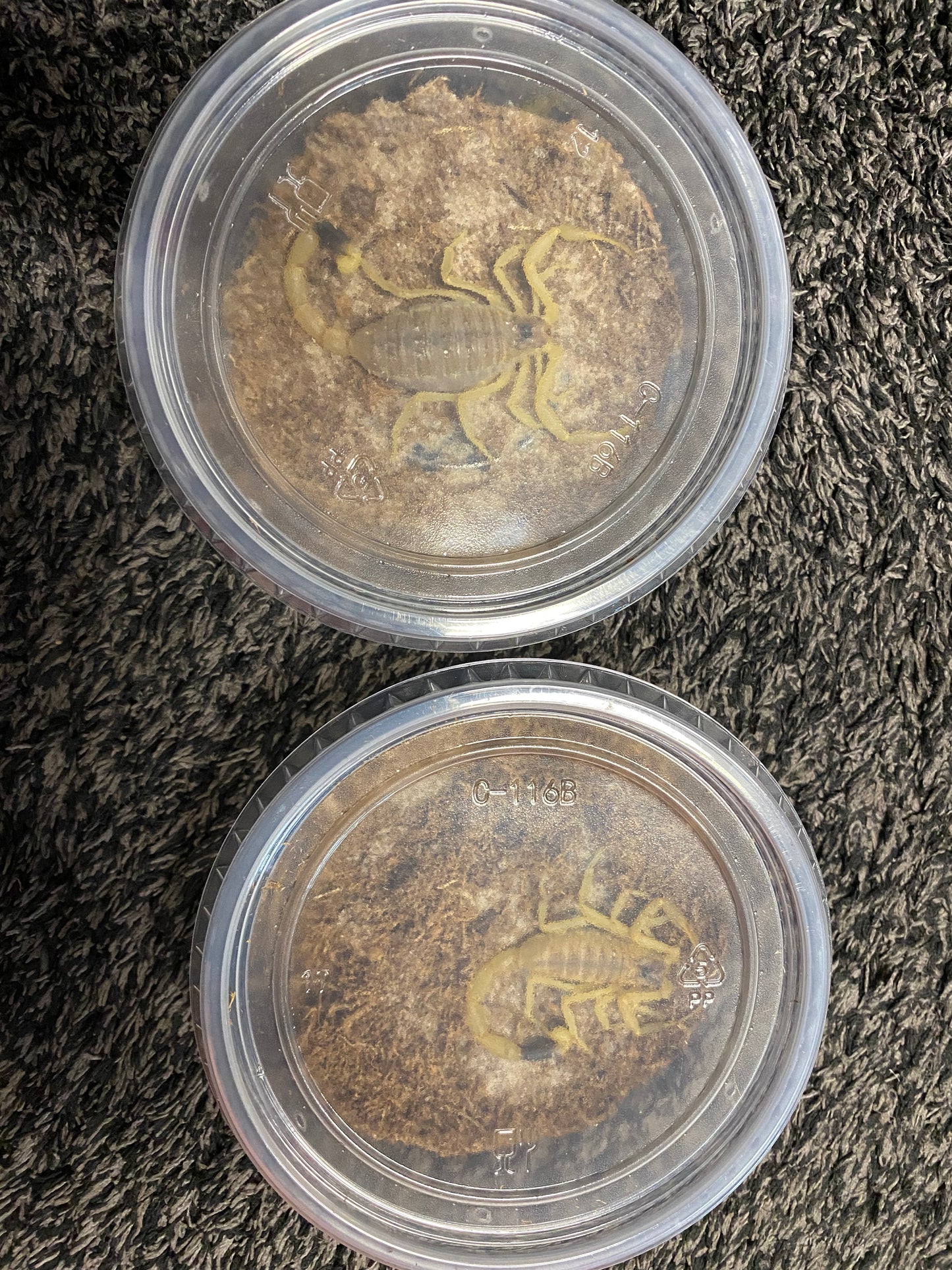 Giant Bright Deathstalker Scorpion (Leiurus heberti) PAIR!