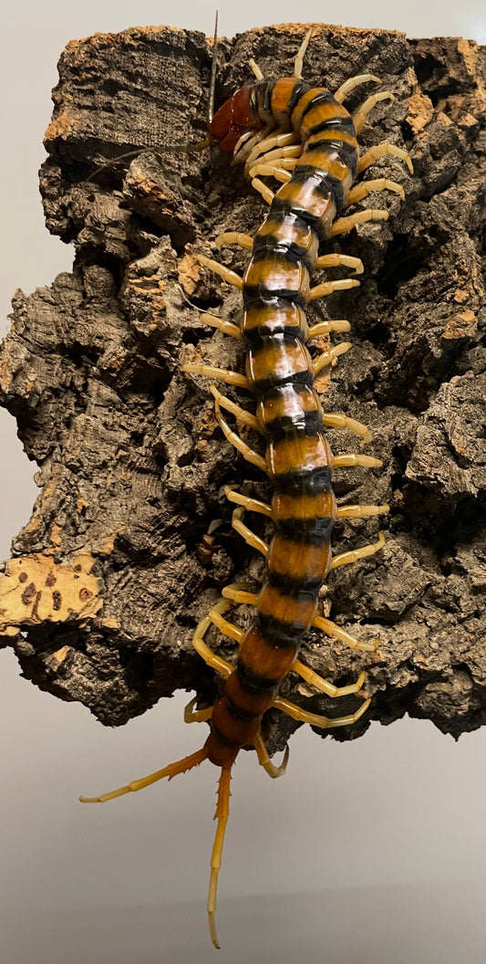 Scolopendra Sp. Malaysian Tiger (Pair)