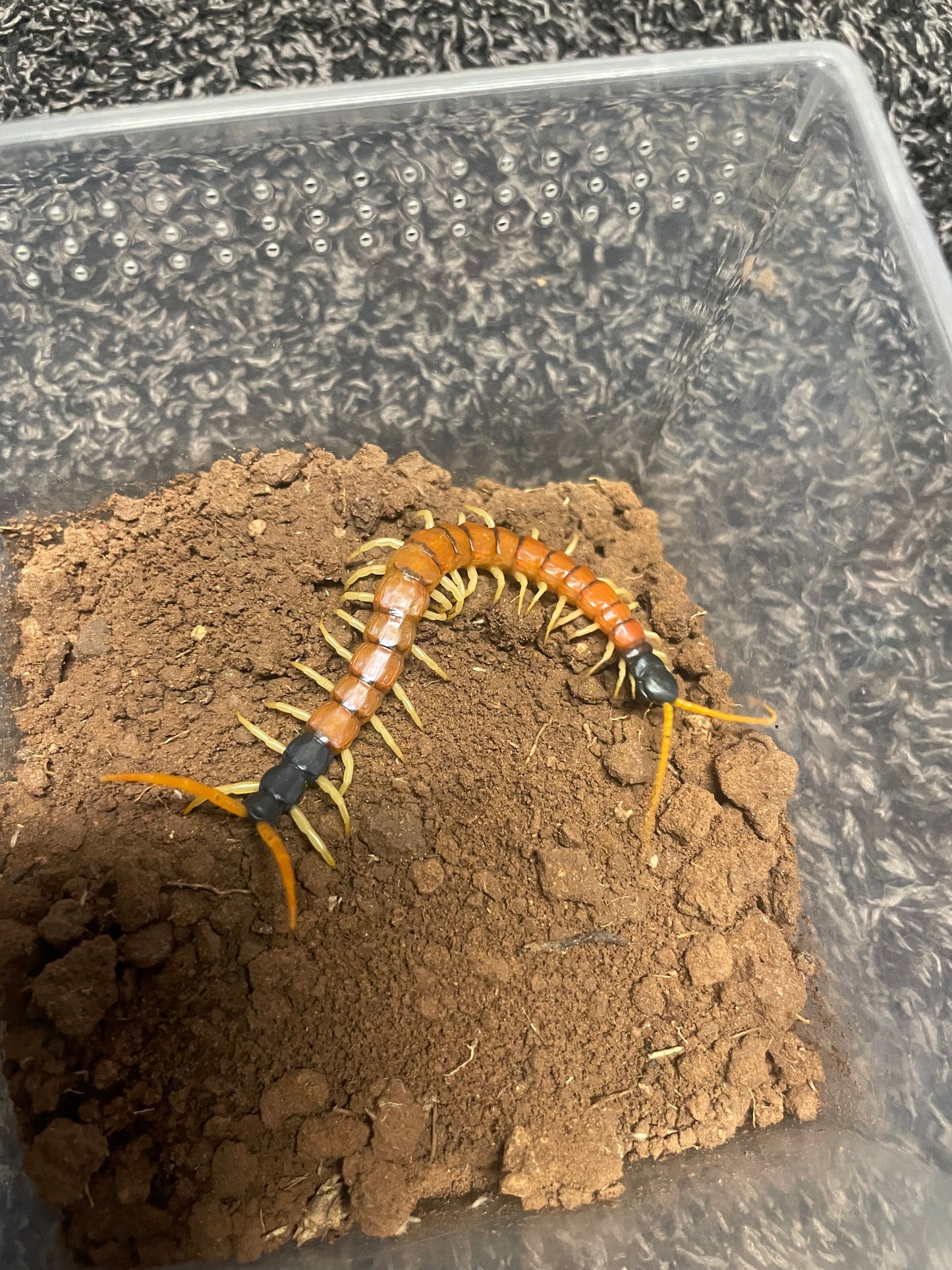 Scolopendra Heros “Arizonensis Banded”