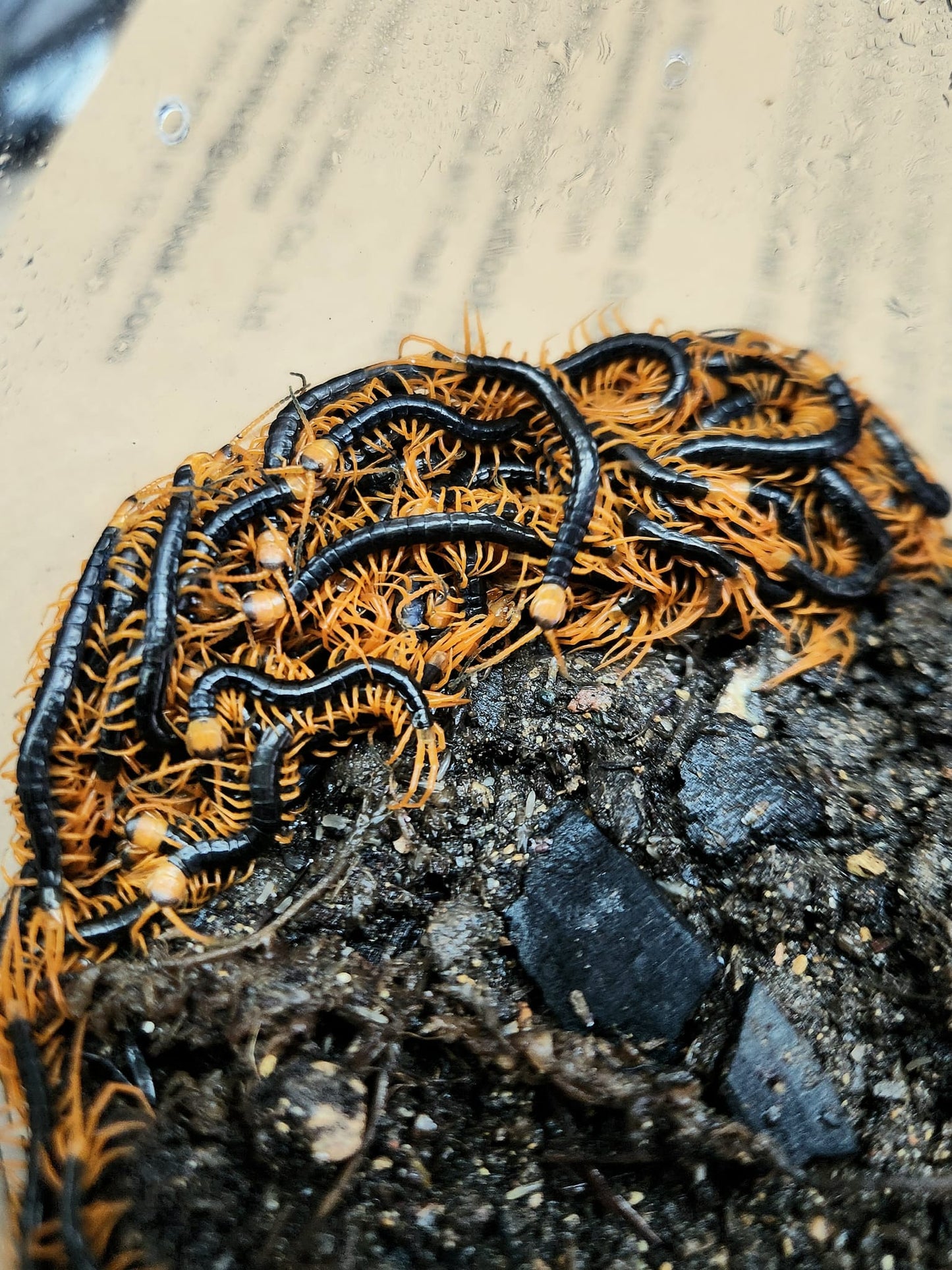 Scolopendra Dehaani “Black Flame Legs” Pedelings 5-pack