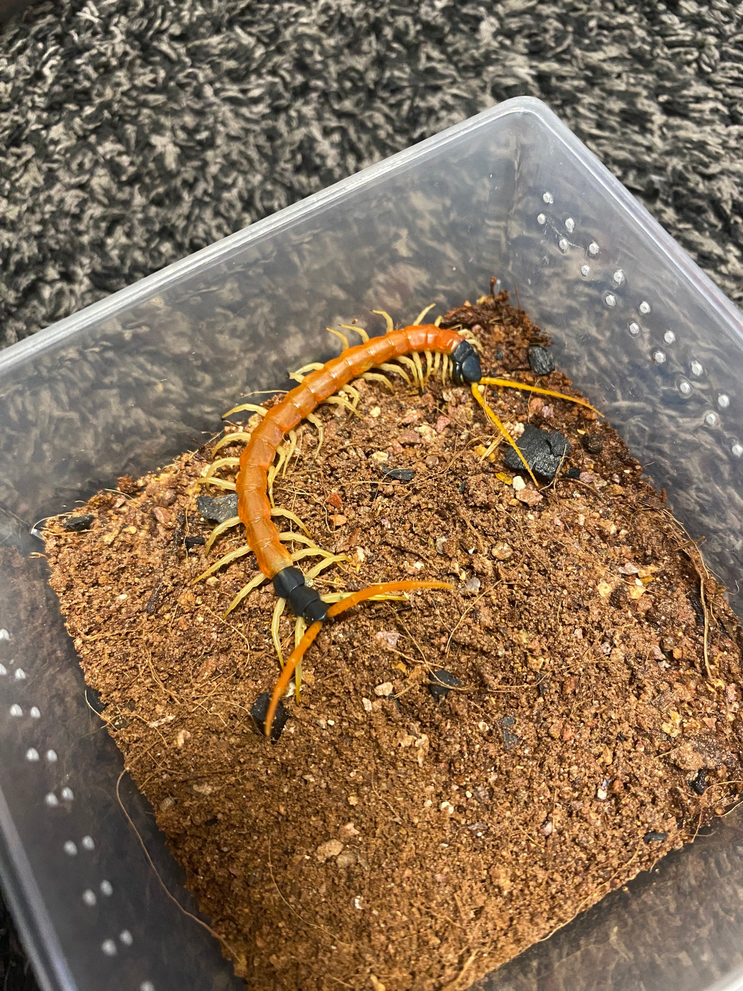 Scolopendra Heros