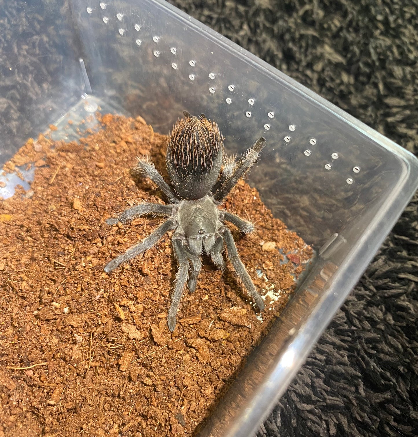Aphonopelma Sp. Dragoons