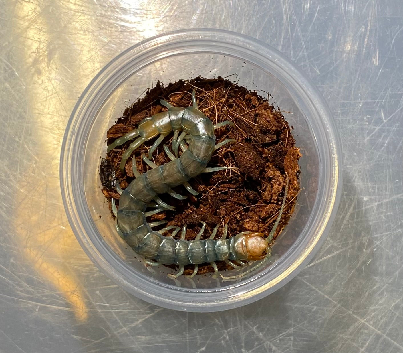 Scolopendra Polymorpha “Mt. Laguna Blue Locale”