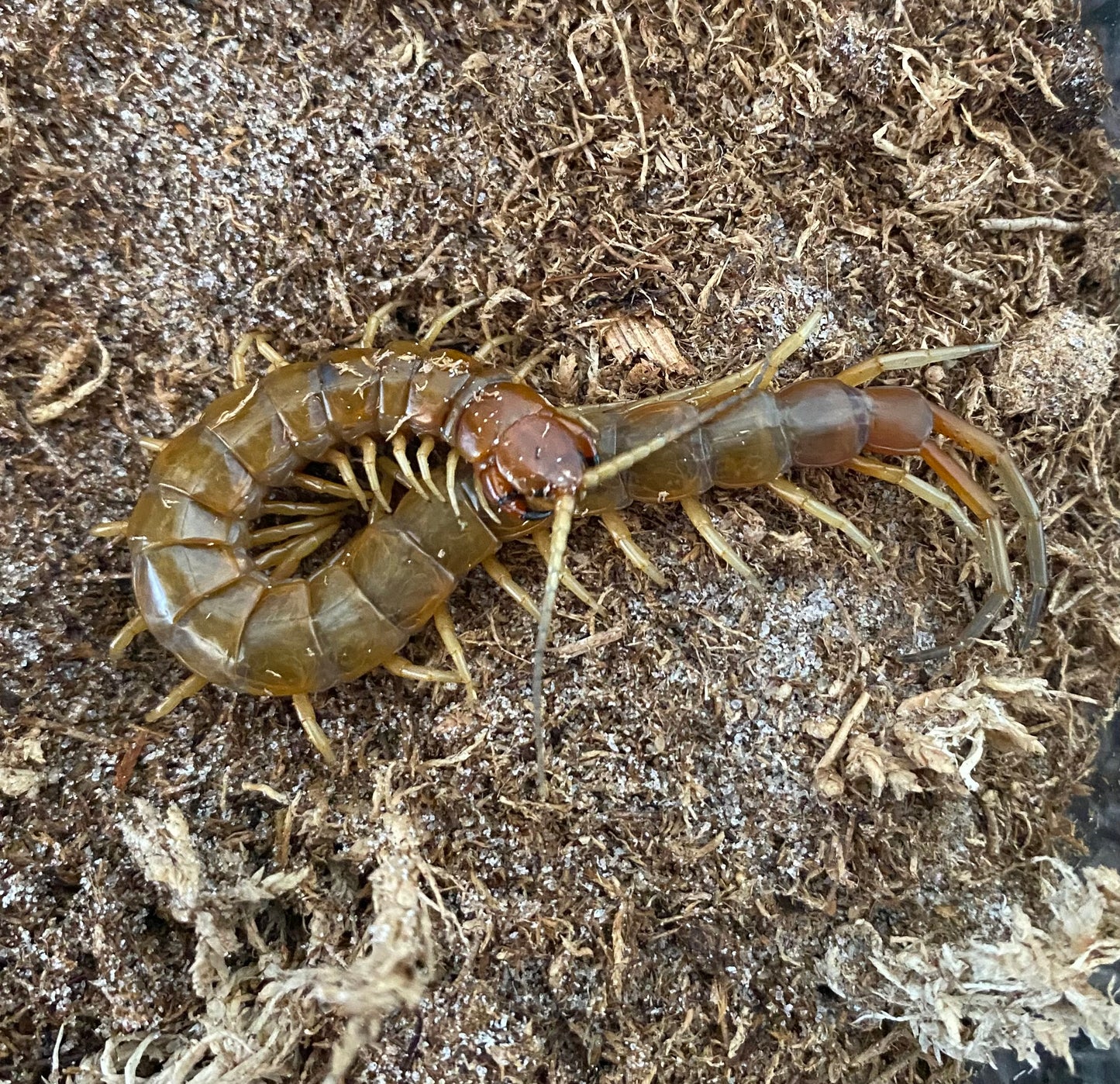 Scolopendra Longipes