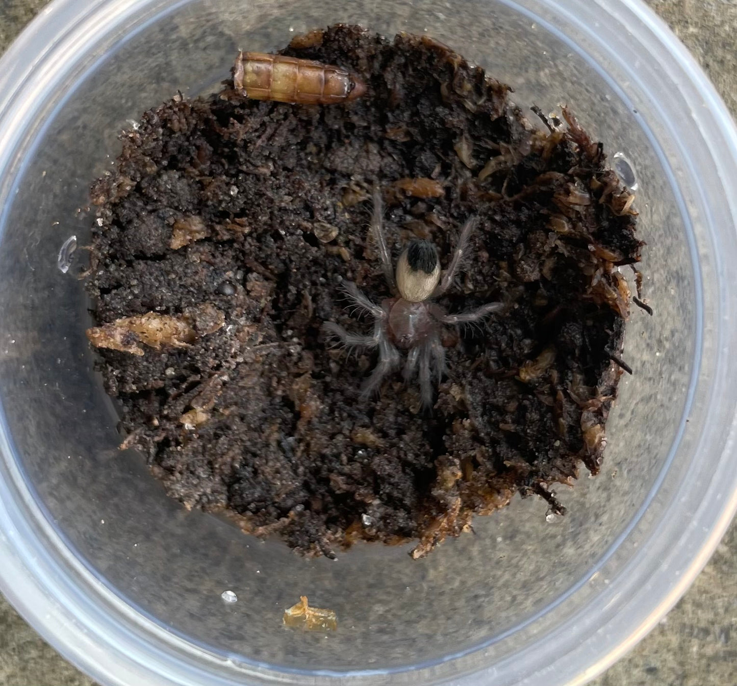 Aphonopelma Steindachneri Slings