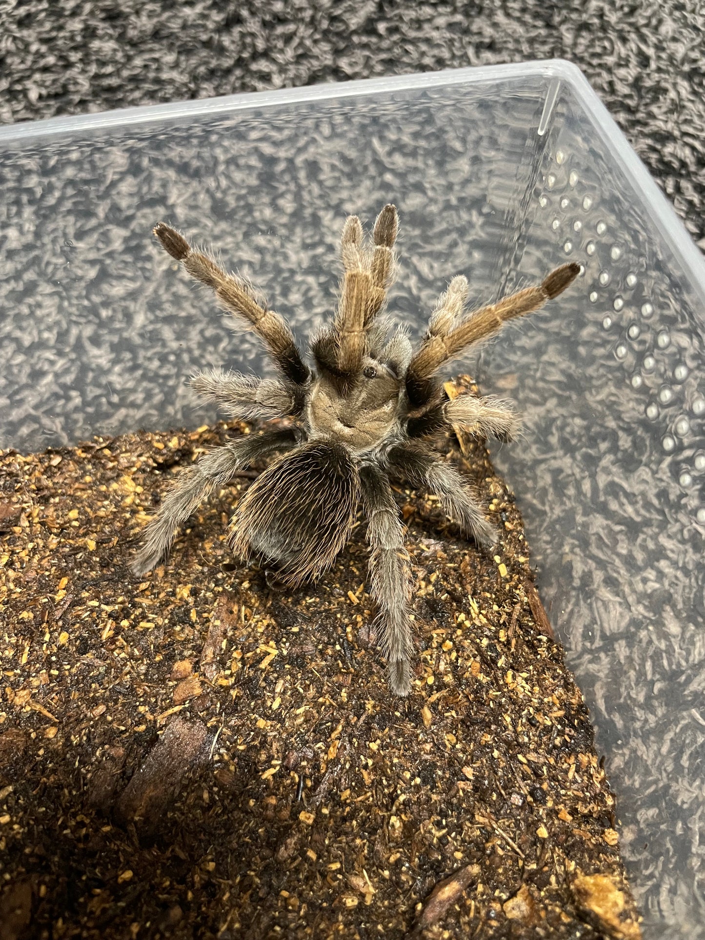 Aphonopelma Eutylenum