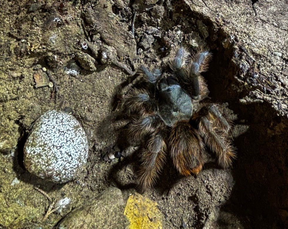 Aphonopelma Chiricahua (Slings)