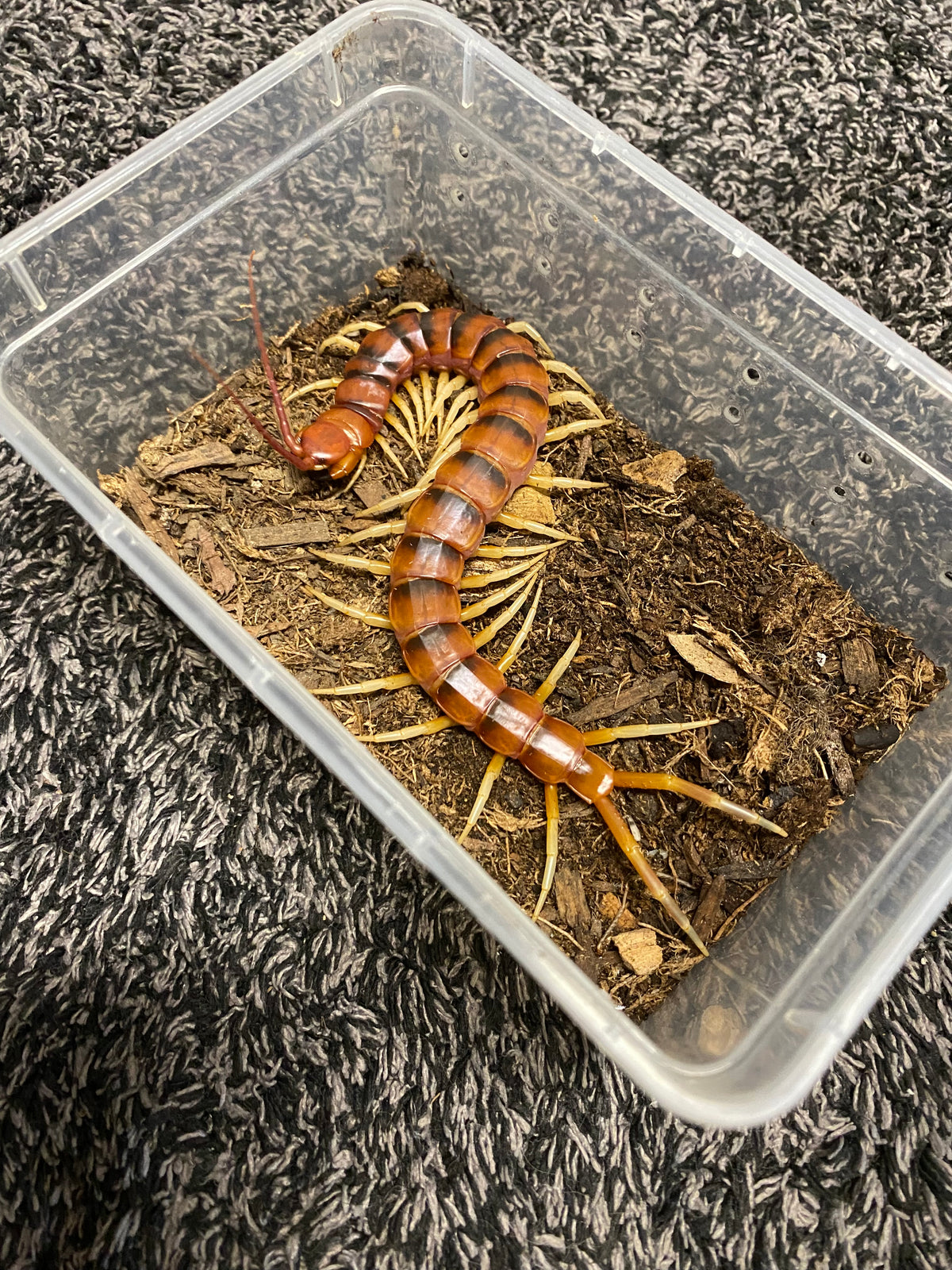 Scolopendra Sp. White Legs