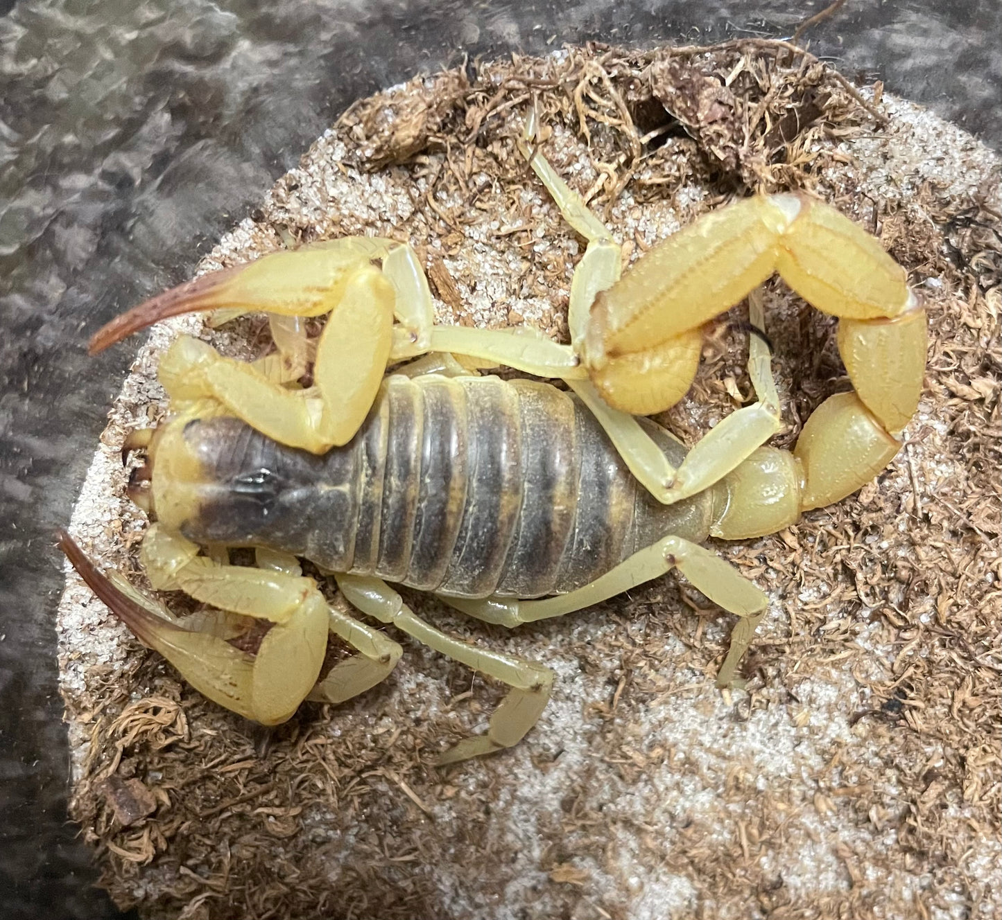 California Giant Desert Hairy Scorpion (Hadrurus Obscurus)