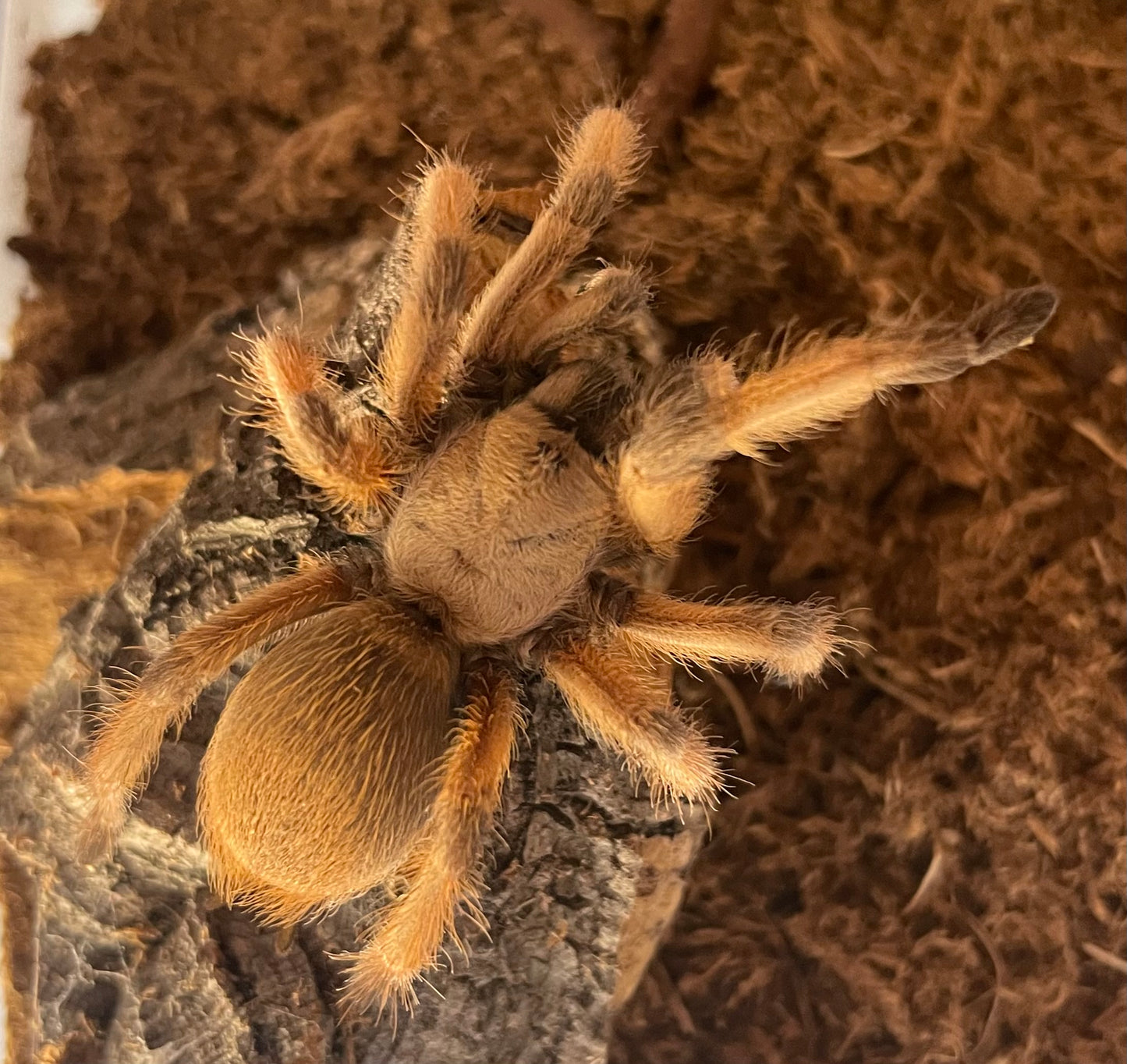 Aphonopelma Moderatum “Rio Grande Gold”