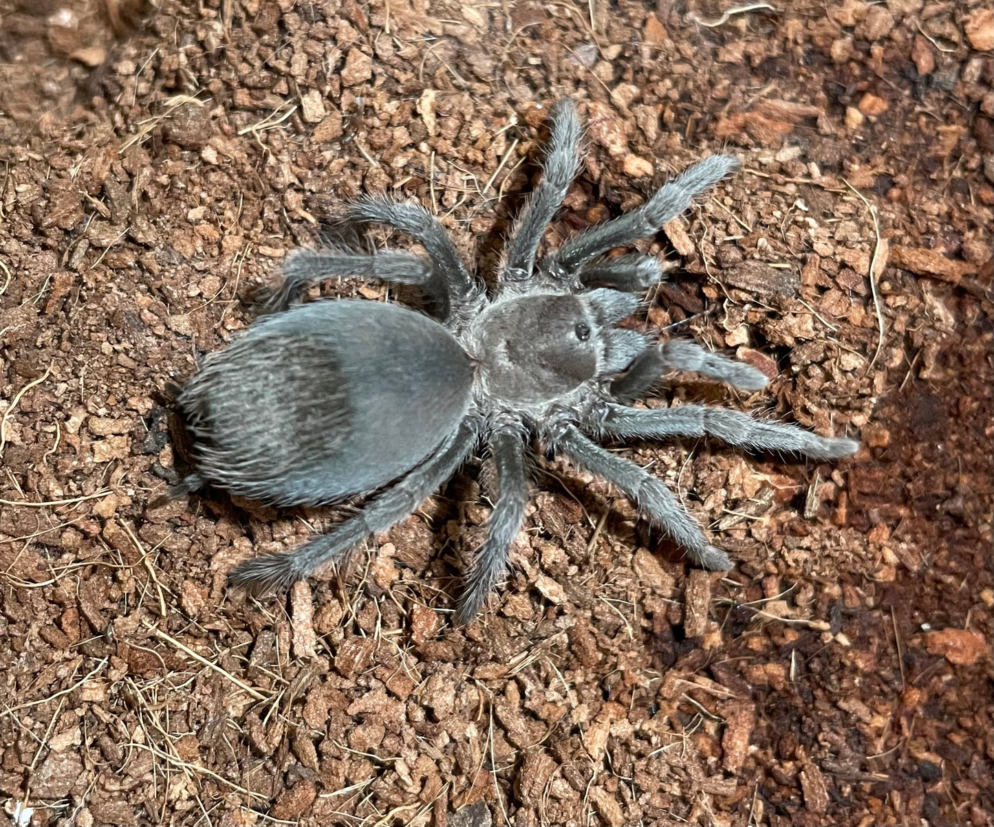 Aphonopelma prenticei