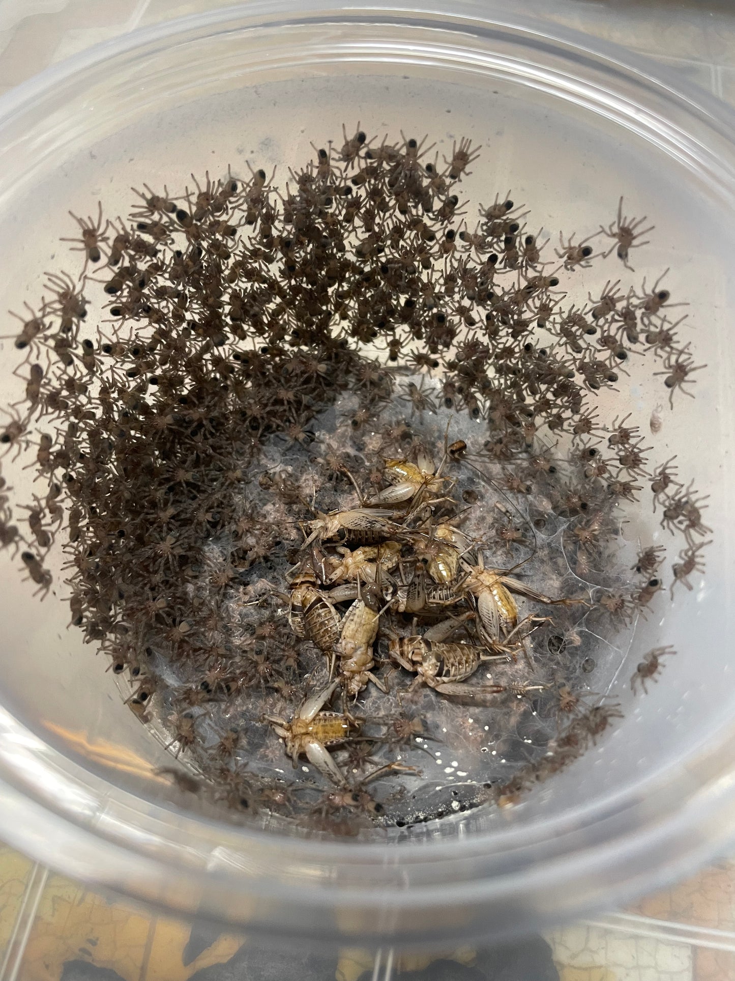 Aphonopelma Mooreae “Slings” Captive Bred 2026