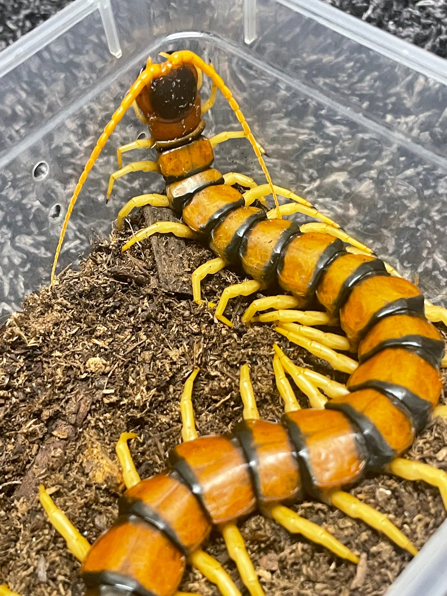 Scolopendra Heros “Madrean Banded”