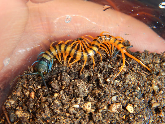 Scolopendra Sp. Malaysian Tiger (Pedelings) 2024