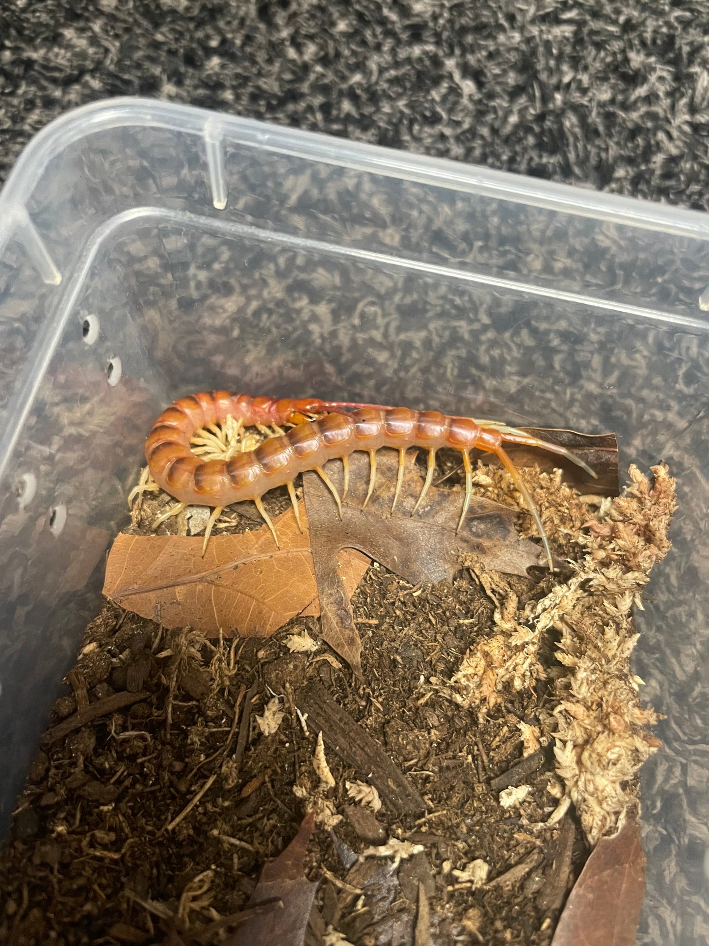 Scolopendra Sp. White Legs
