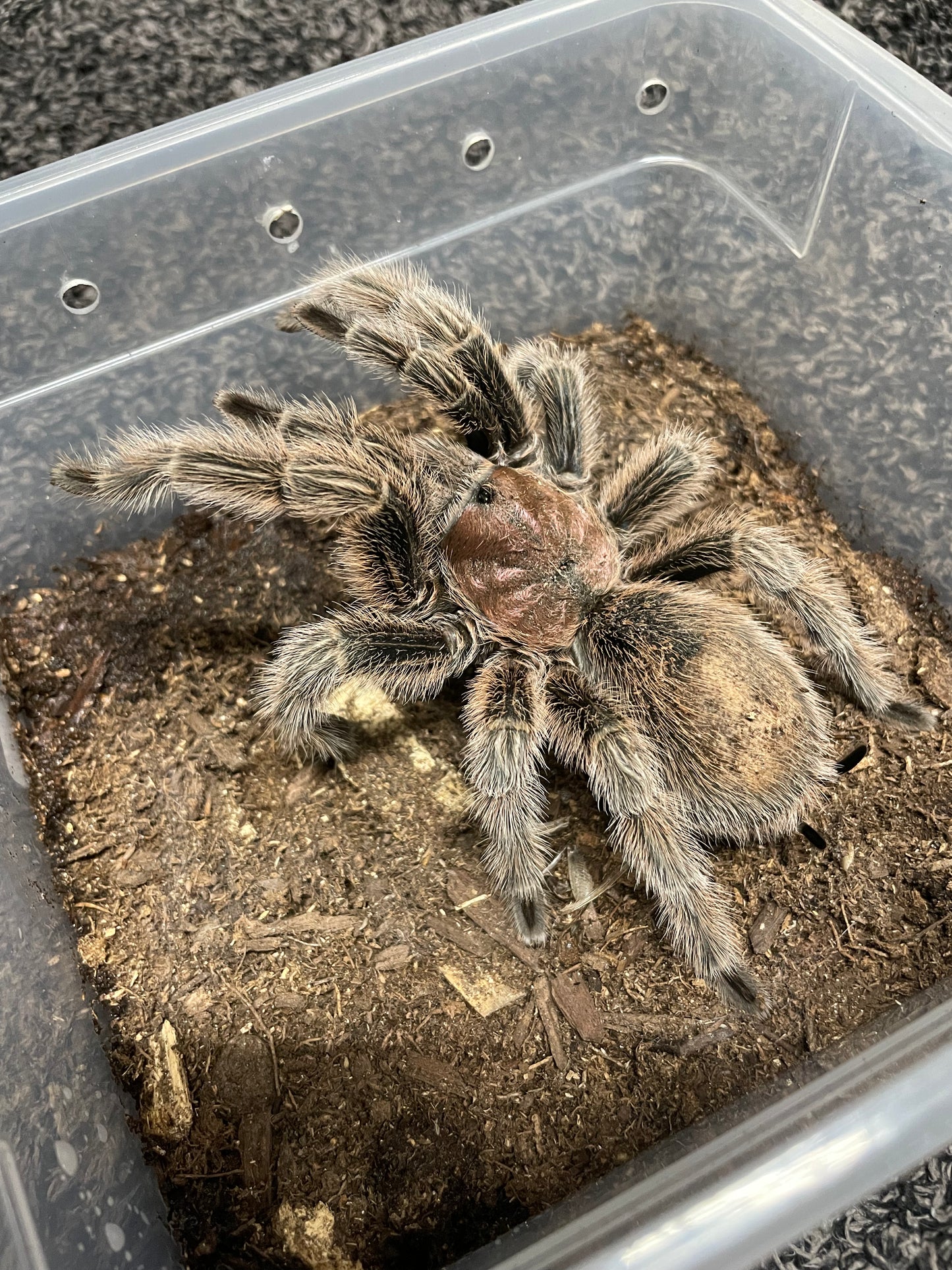 Grammostola Rosea “Red Color Form” Showcase Adult Specimen (LOCAL CA SALE ONLY)