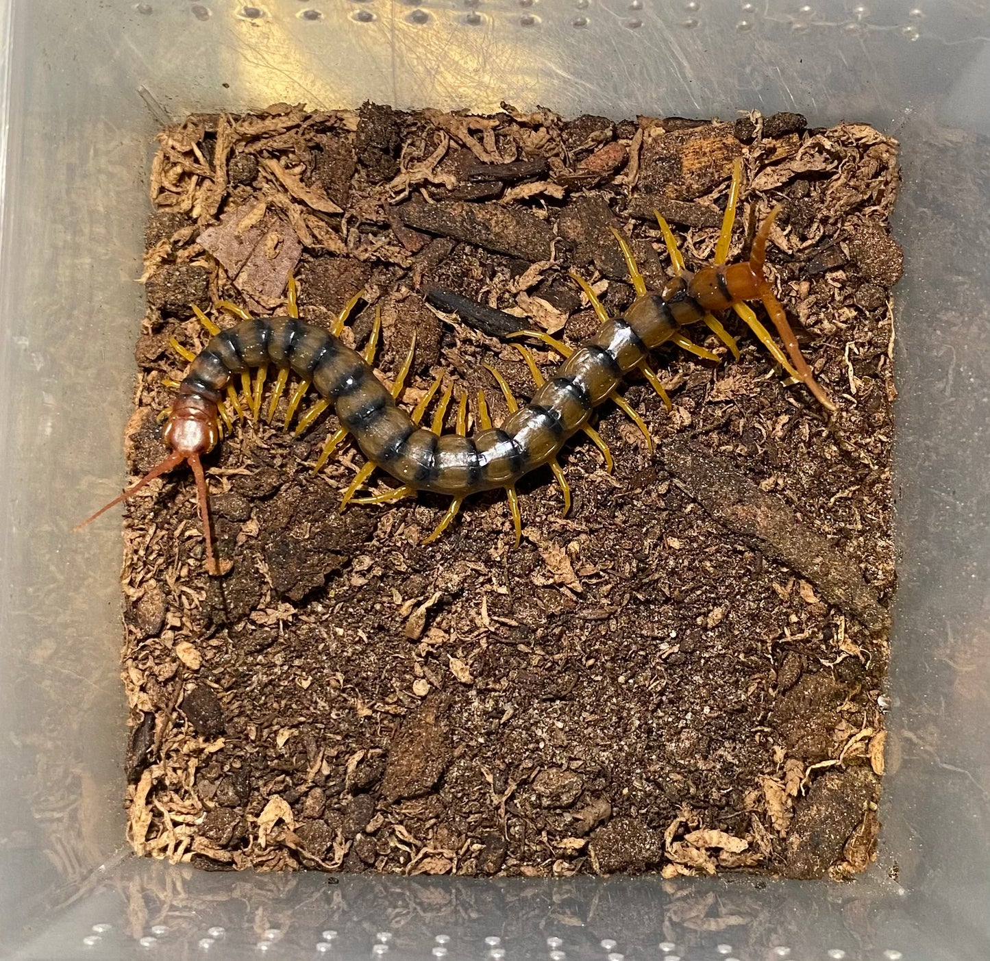 Scolopendra Polymorpha “Arizona Locale”