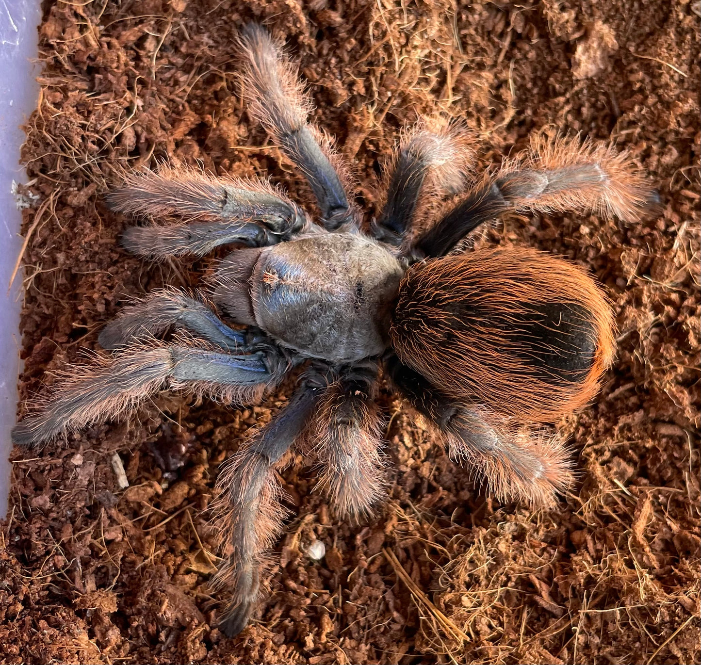Aphonopelma Mooreae