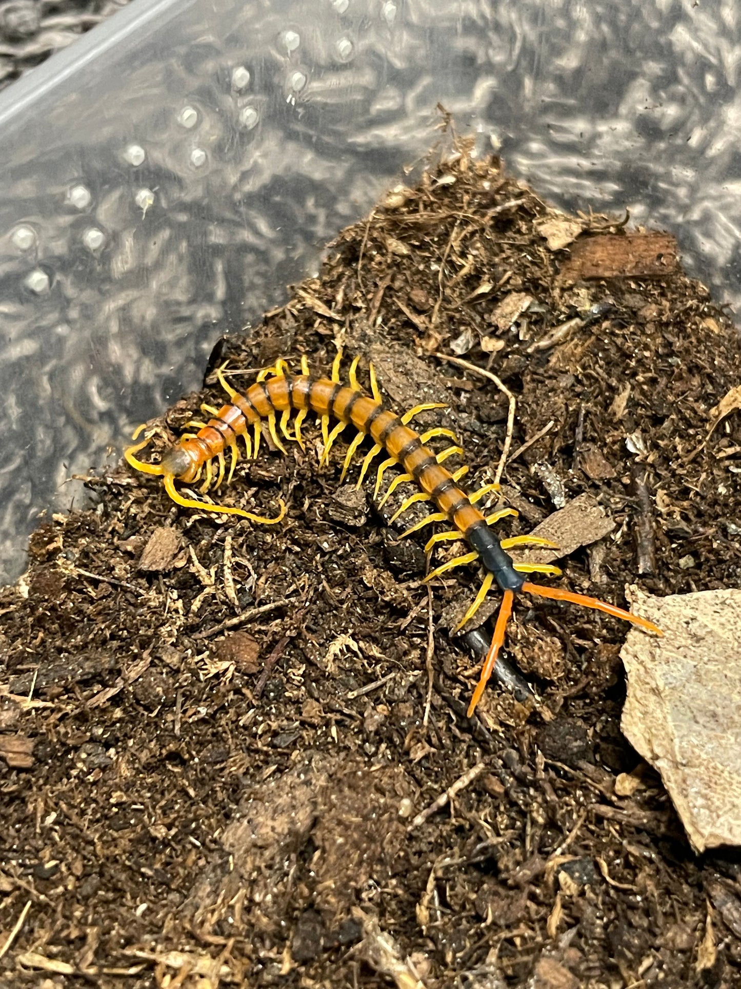 Scolopendra Heros “Madrean Banded” Pedeling