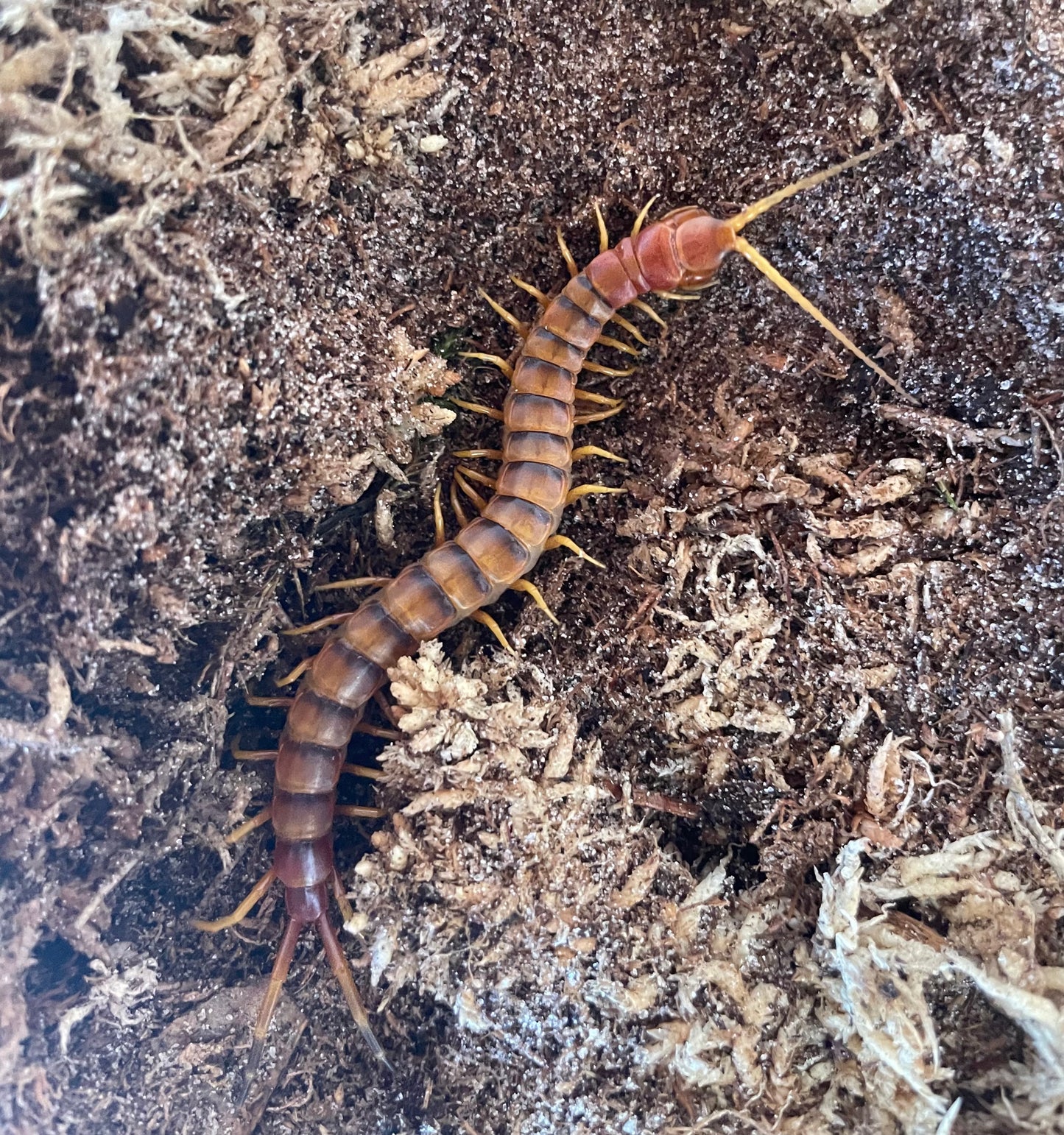 Scolopendra Galapagoensis Orange