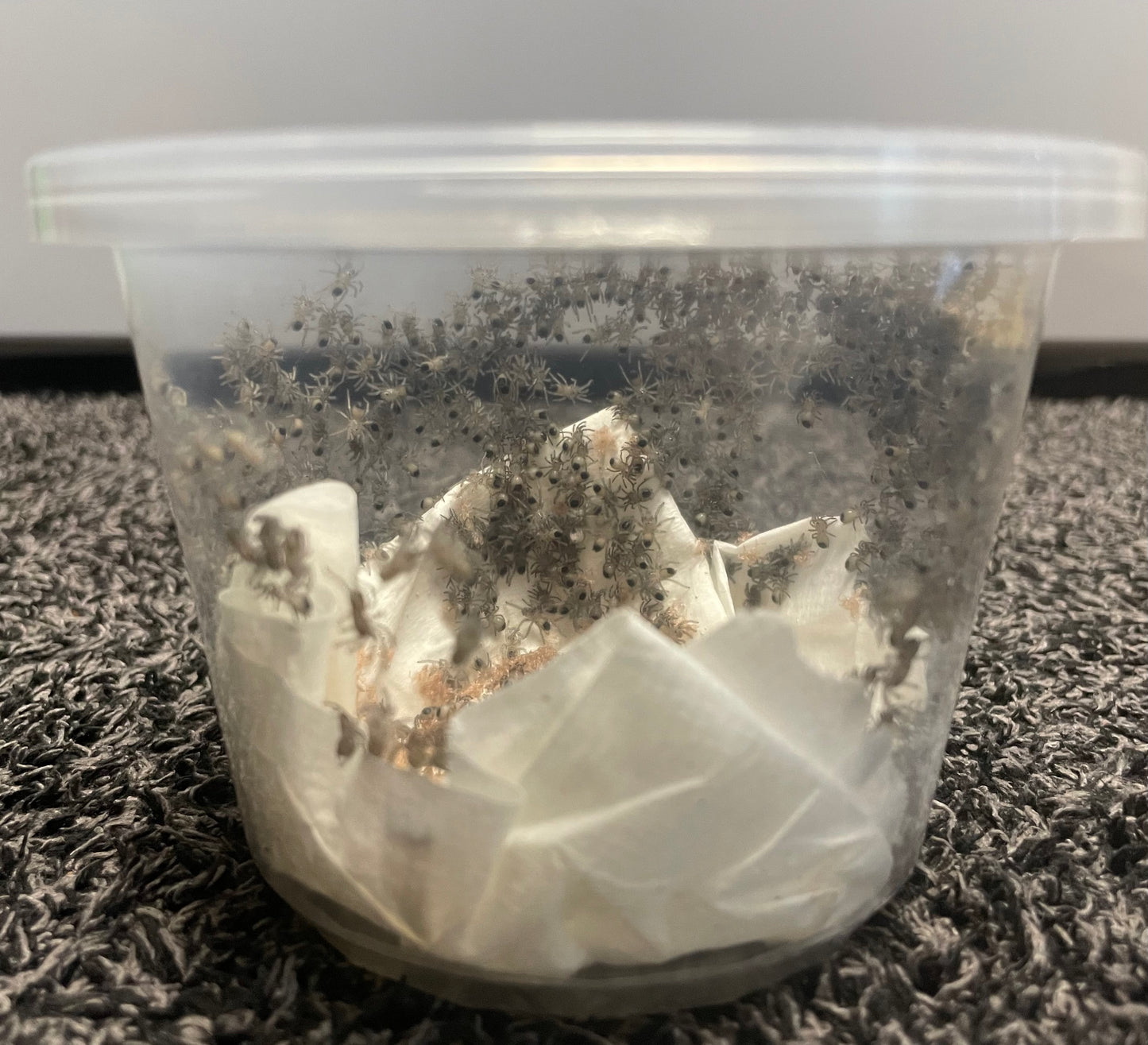 Aphonopelma Chiricahua (Slings)