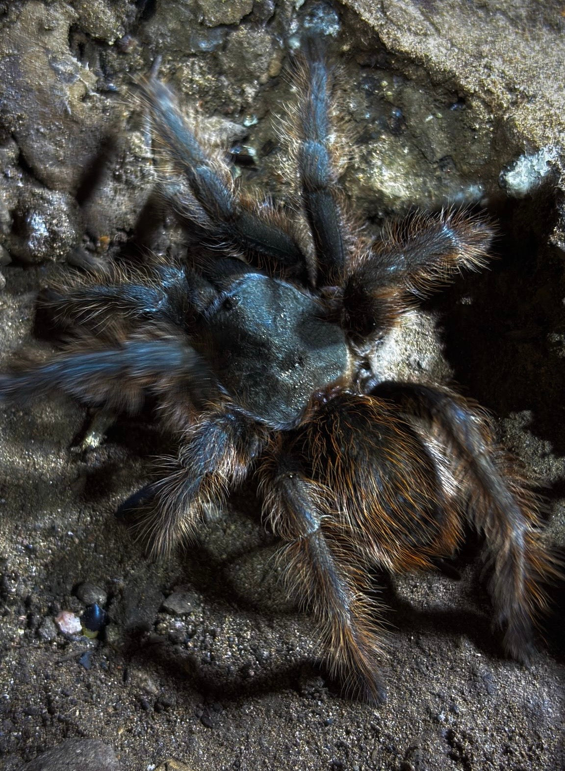 Aphonopelma Chiricahua (Slings)