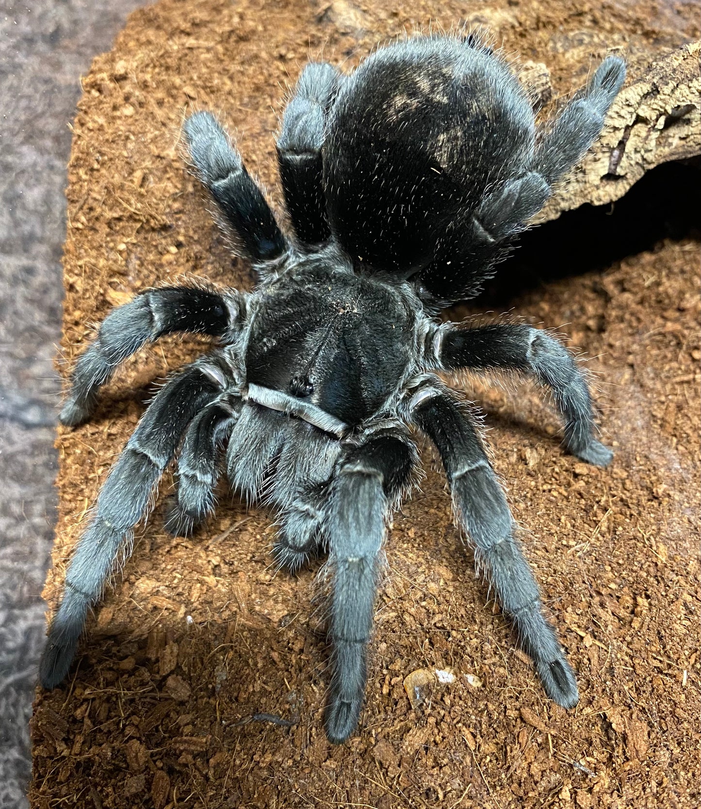 Grammostola Pulchra