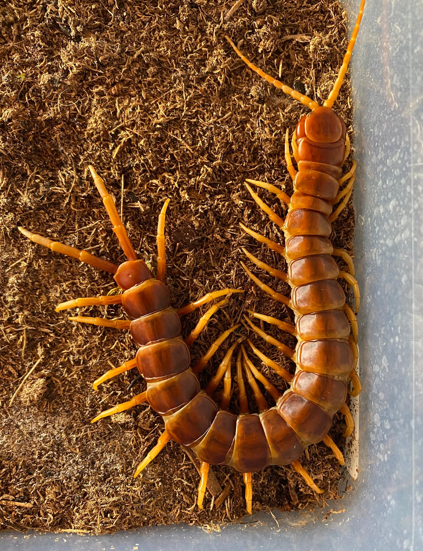 Scolopendra Galapagoensis Orange