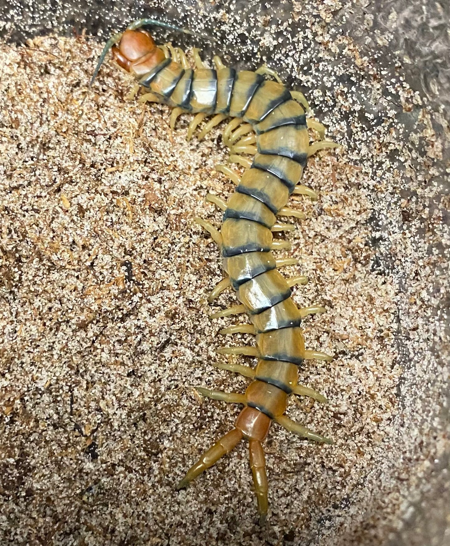 Scolopendra Polymorpha “California Locale”