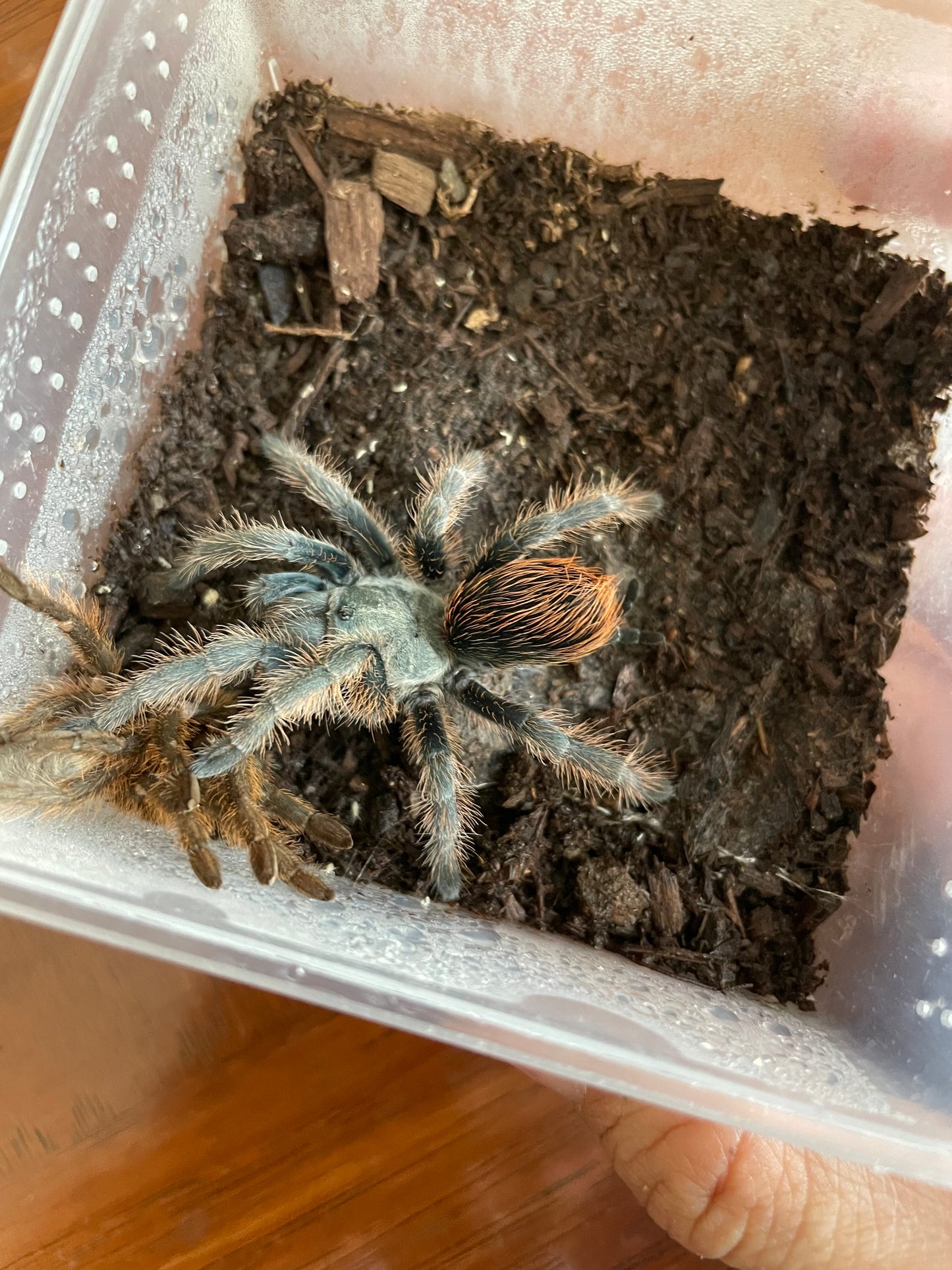 Aphonopelma Sp. “Huachuca”