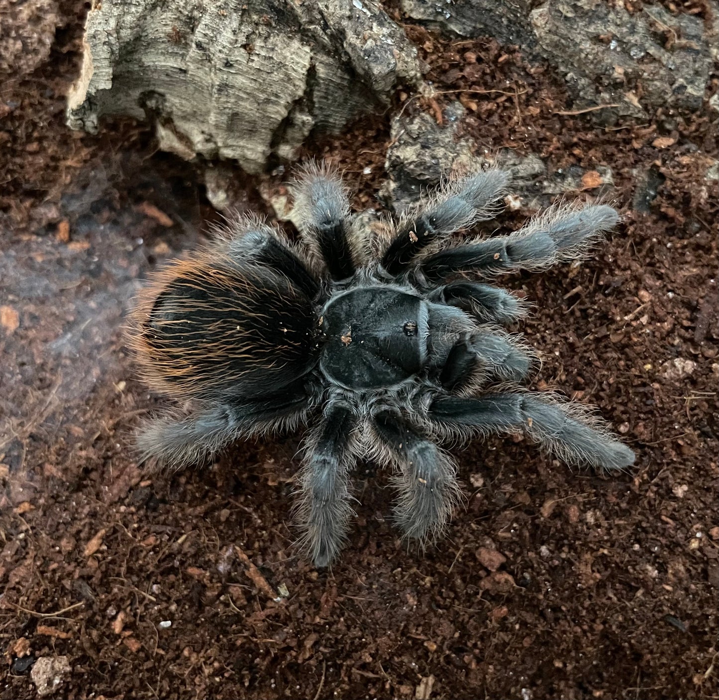 Aphonopelma Marxi “Flagstaff Locale”