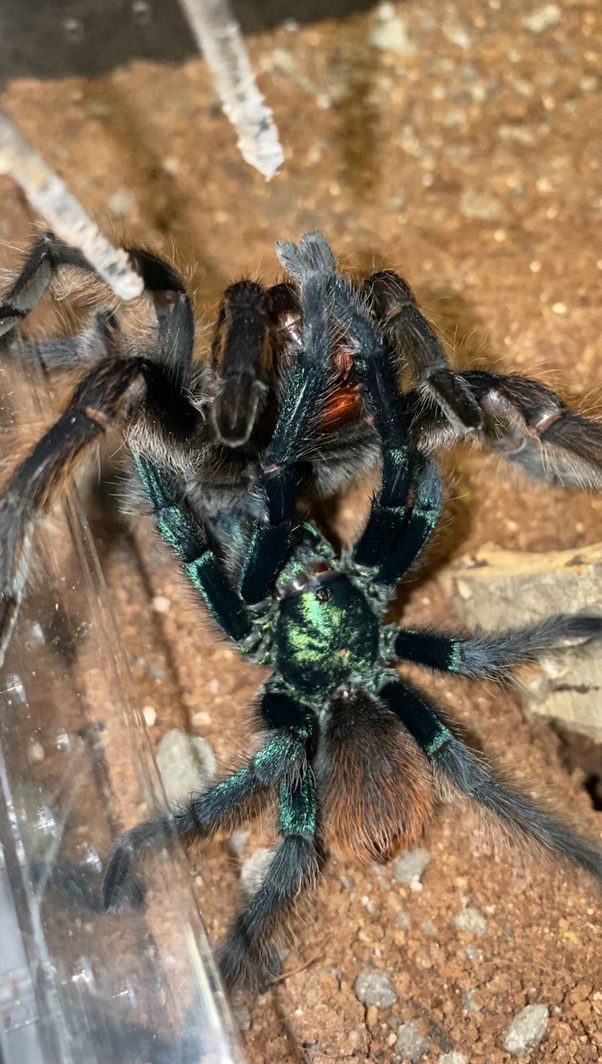 Aphonopelma Mooreae Slings