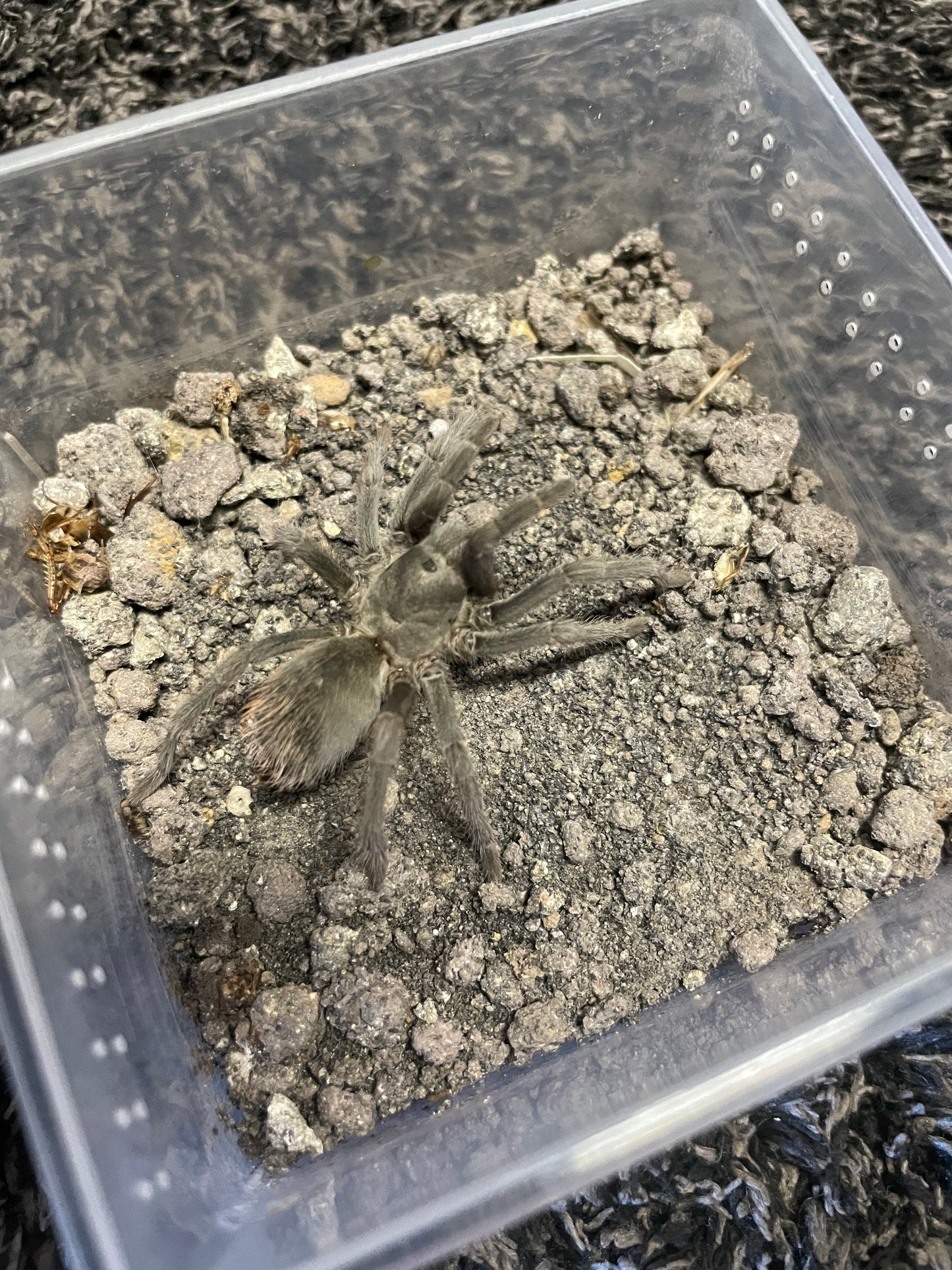 Aphonopelma icenoglei