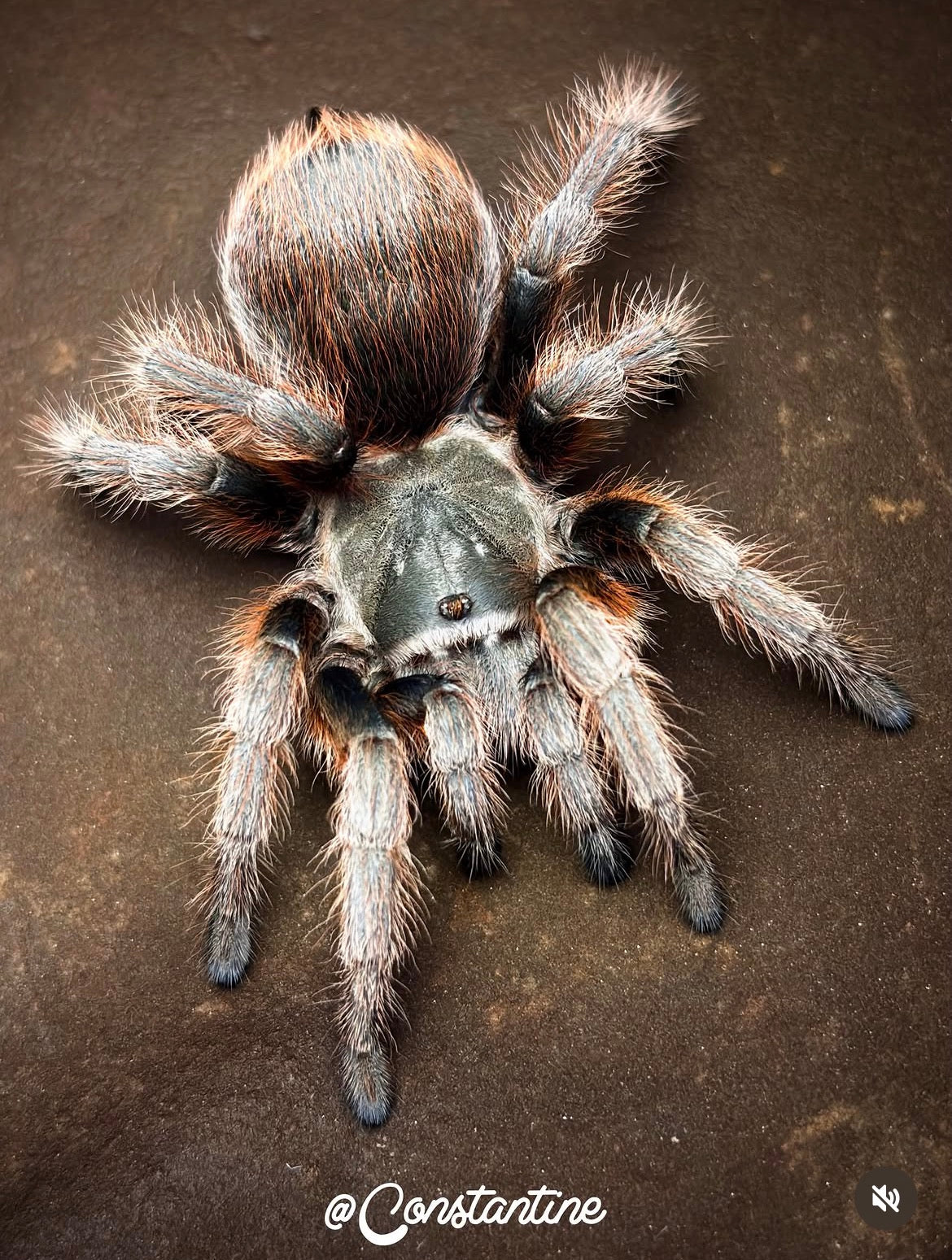 Aphonopelma Peloncillo “Arizona Locale” Captive Bred 2026