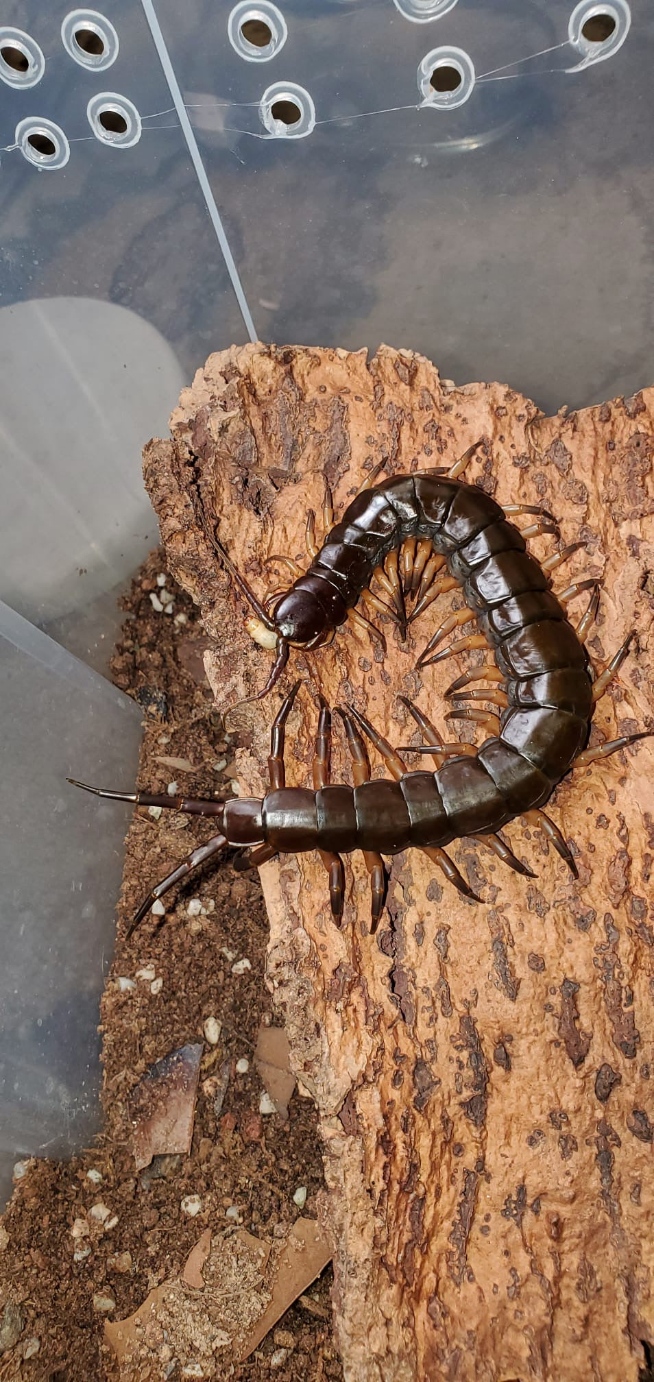 Scolopendra Dehaani “Black Flame Legs”
