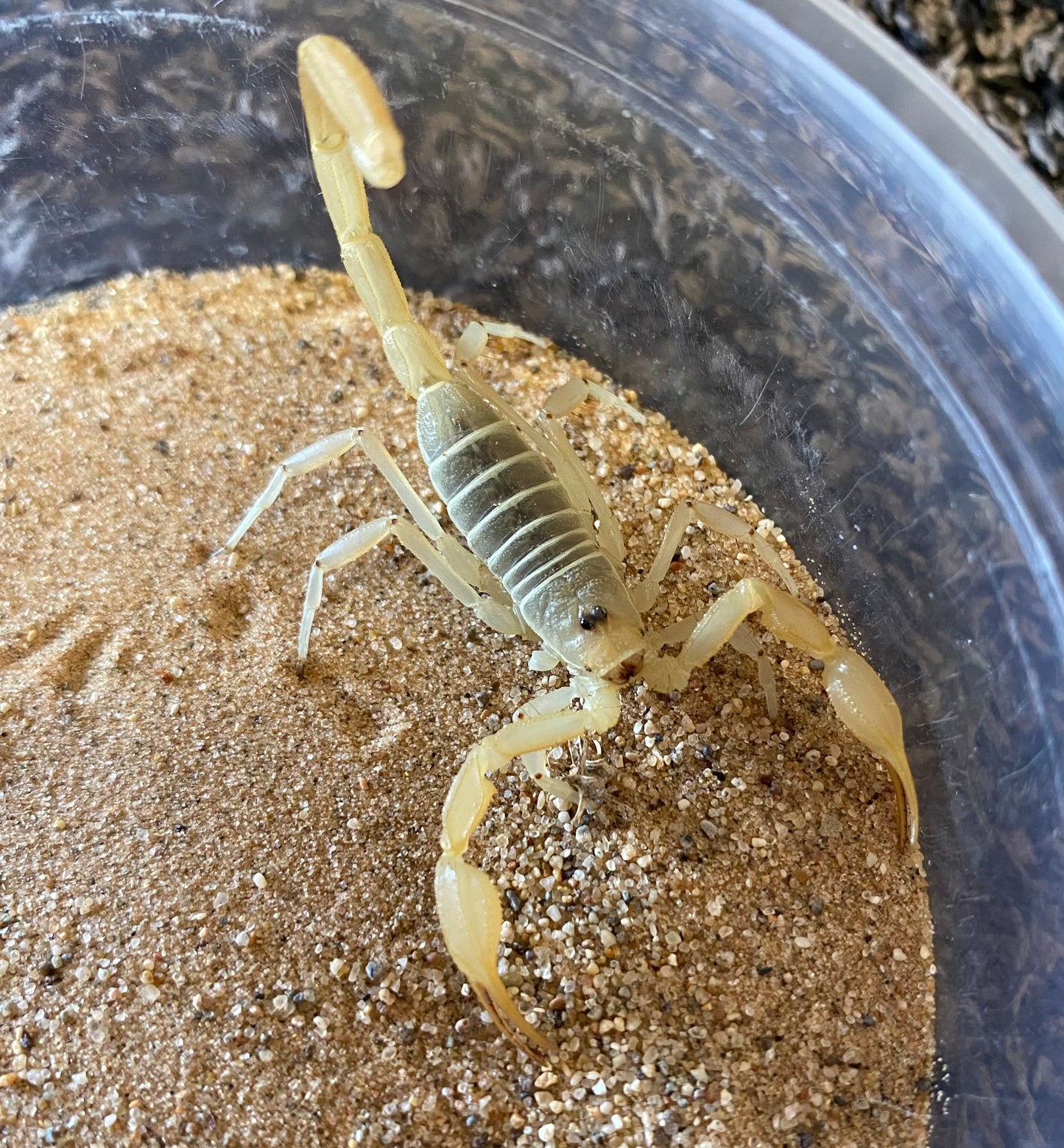 Dune scorpion (Smeringurus Mesaensis)