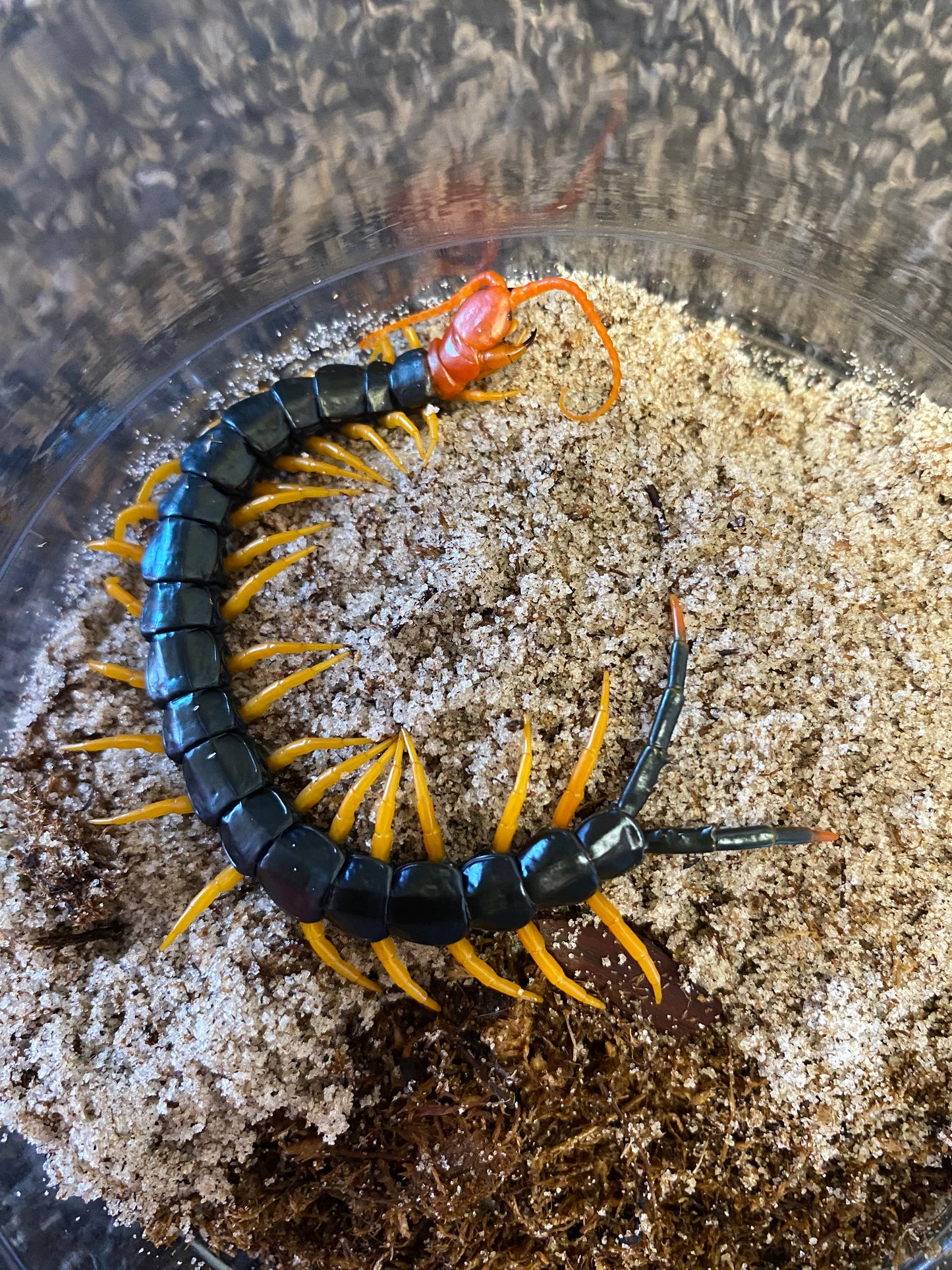 Scolopendra Castaneicips