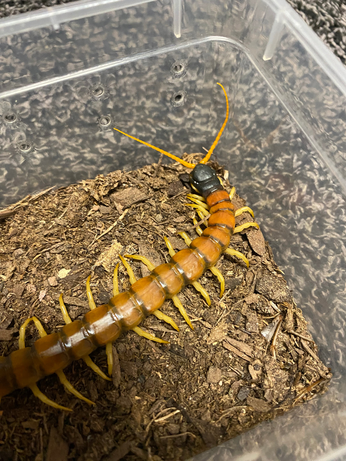 Scolopendra Heros “Arizonensis Banded”