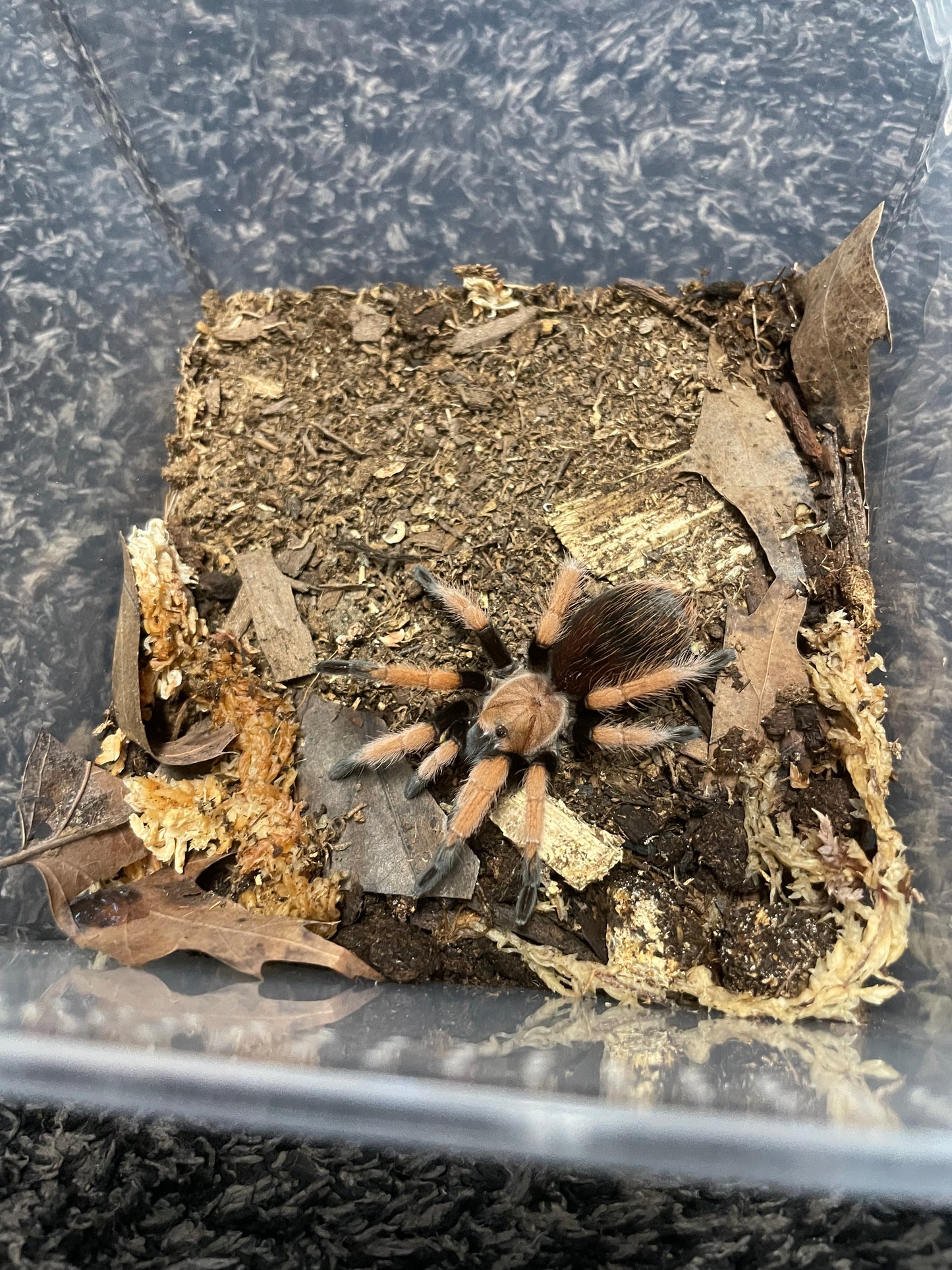 Aphonopelma Bicoloratum