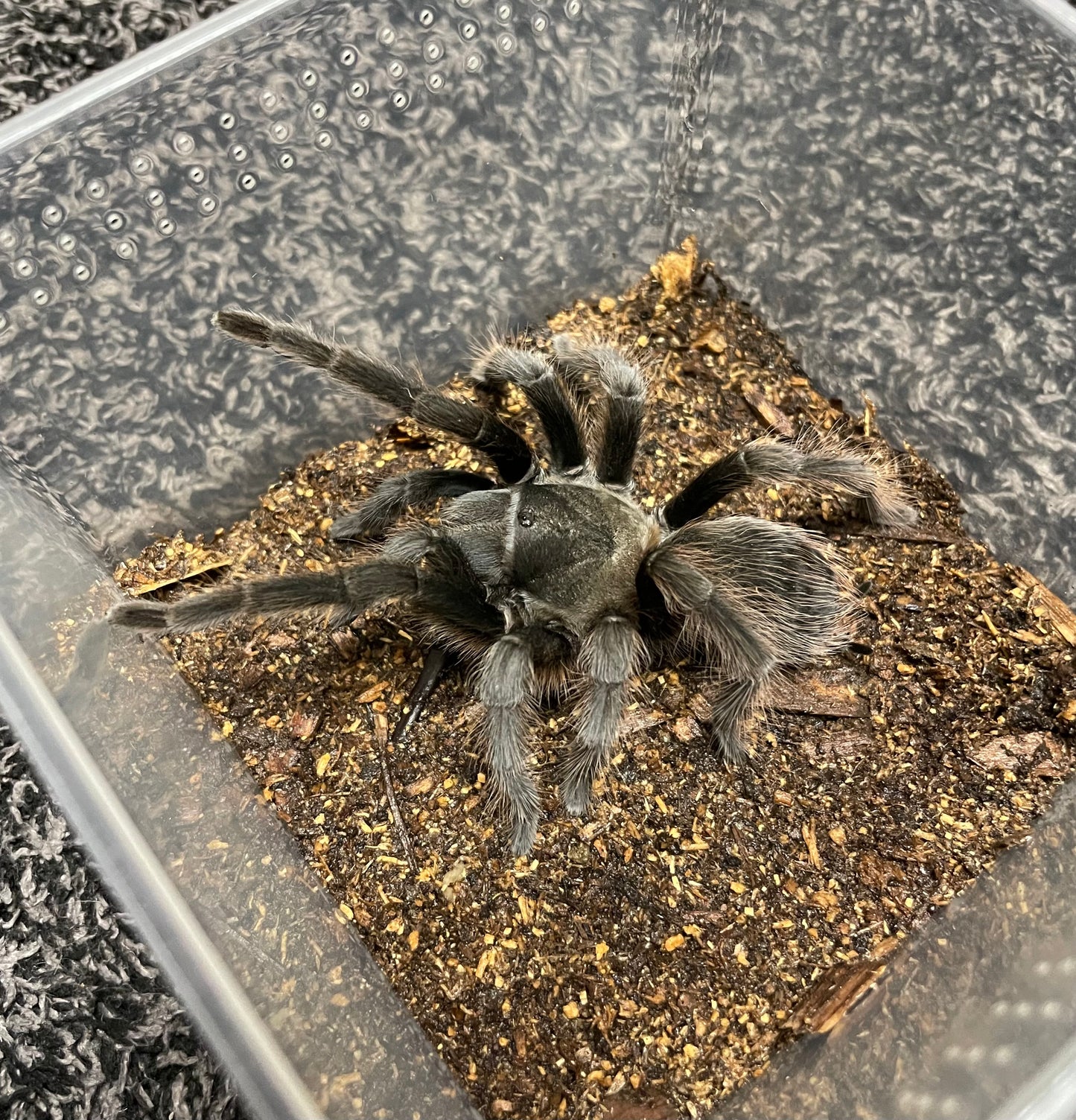 Aphonopelma Steindachneri