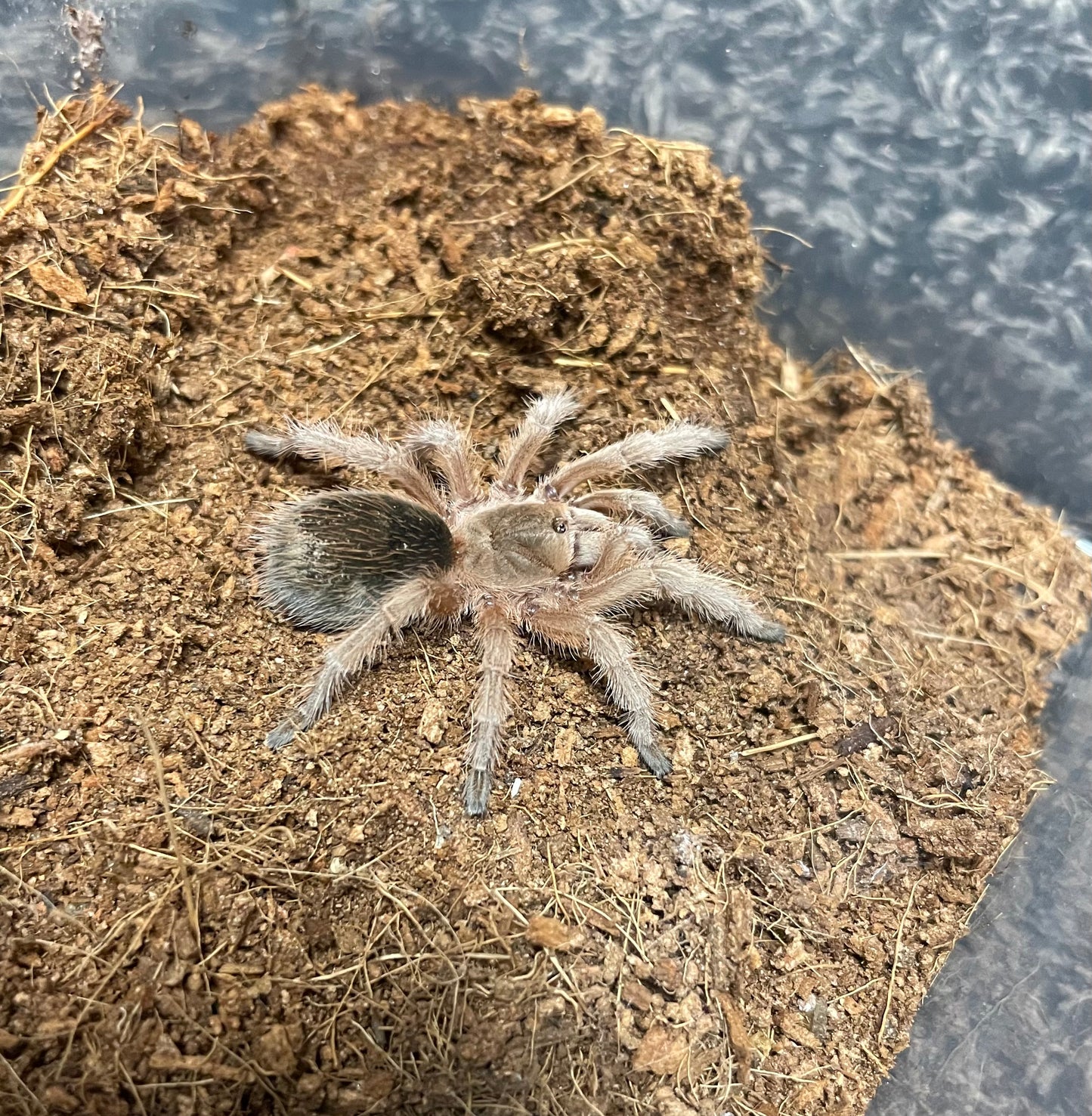 Grammostola Rosea “Red Color Form”