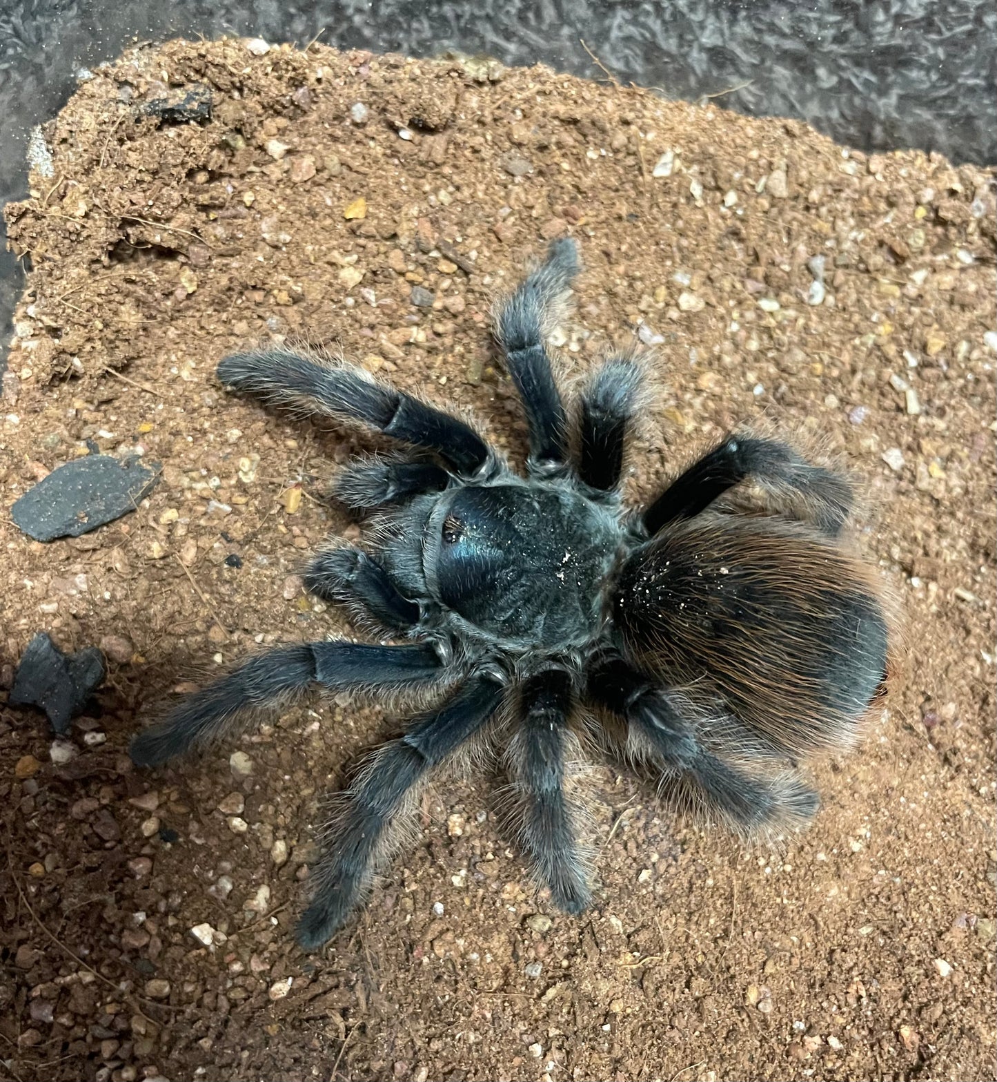 Aphonopelma Mooreae