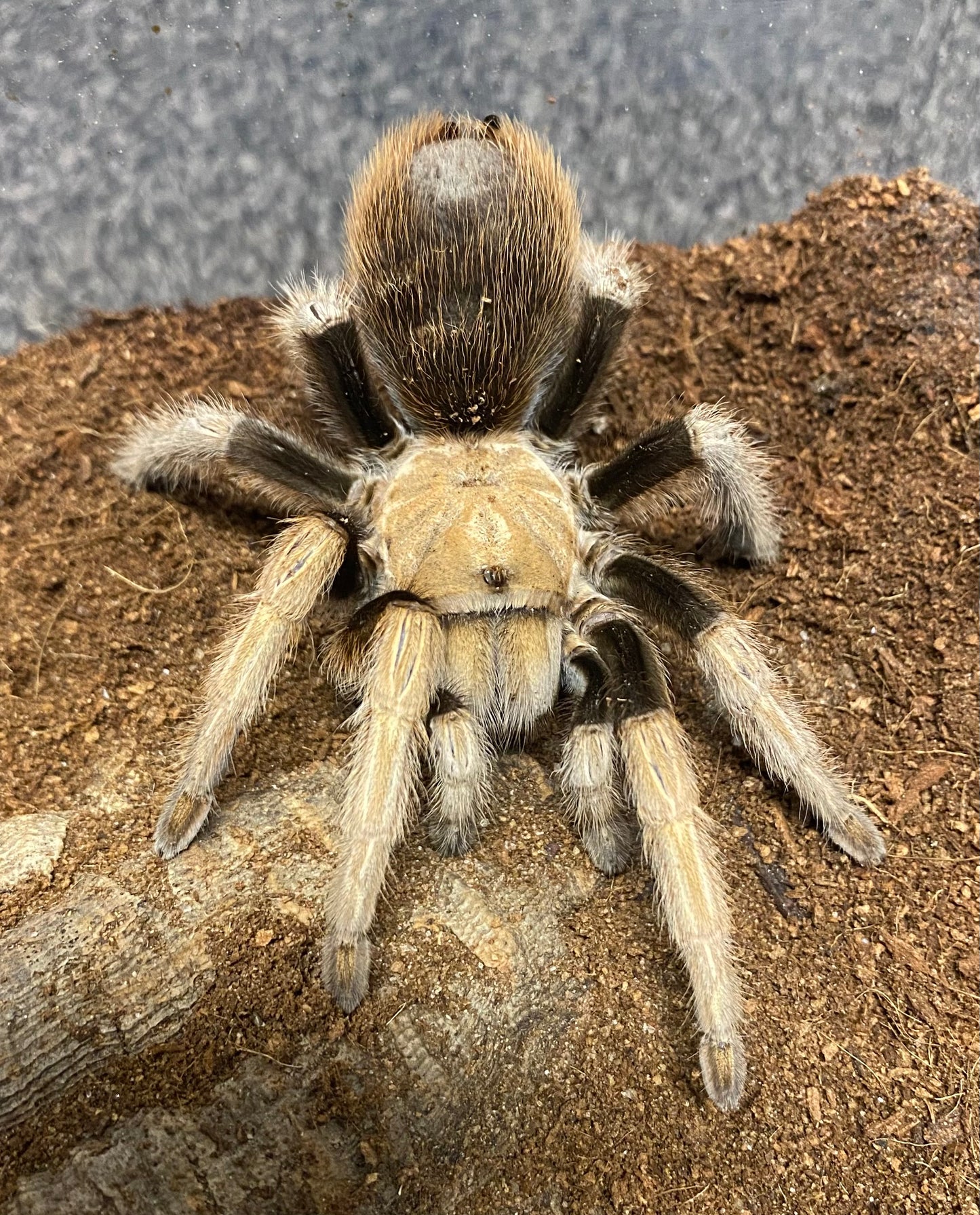 Aphonopelma Chalcodes “New River” Locale