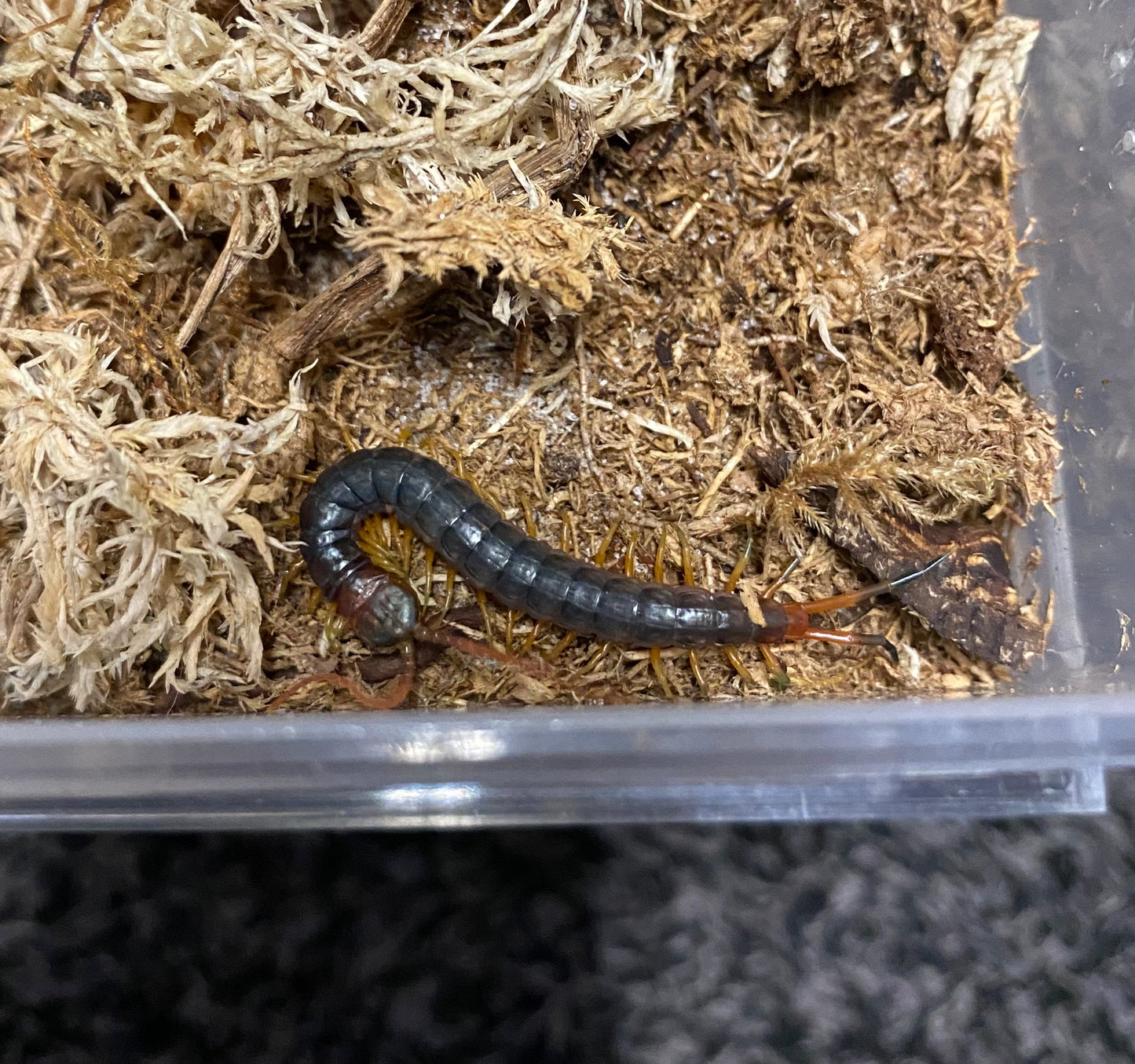 Scolopendra Galapagoensis Dark