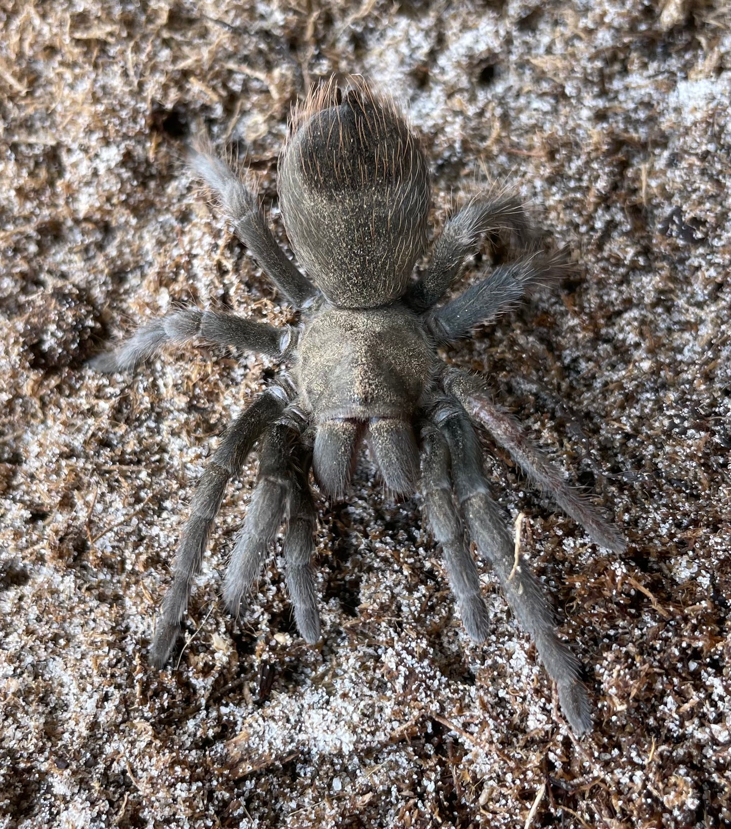 Aphonopelma Steindachneri