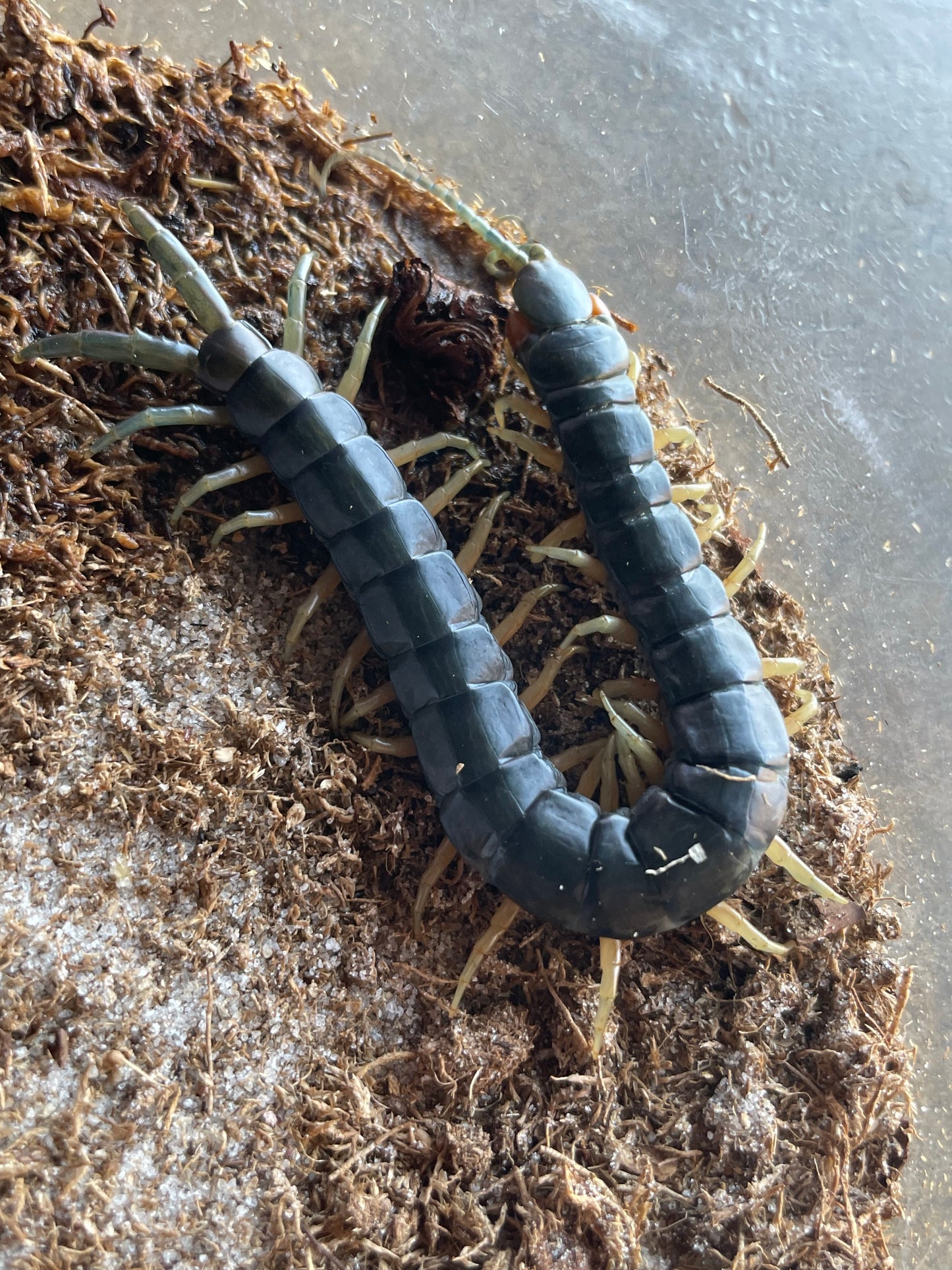 Scolopendra Sumichrasti